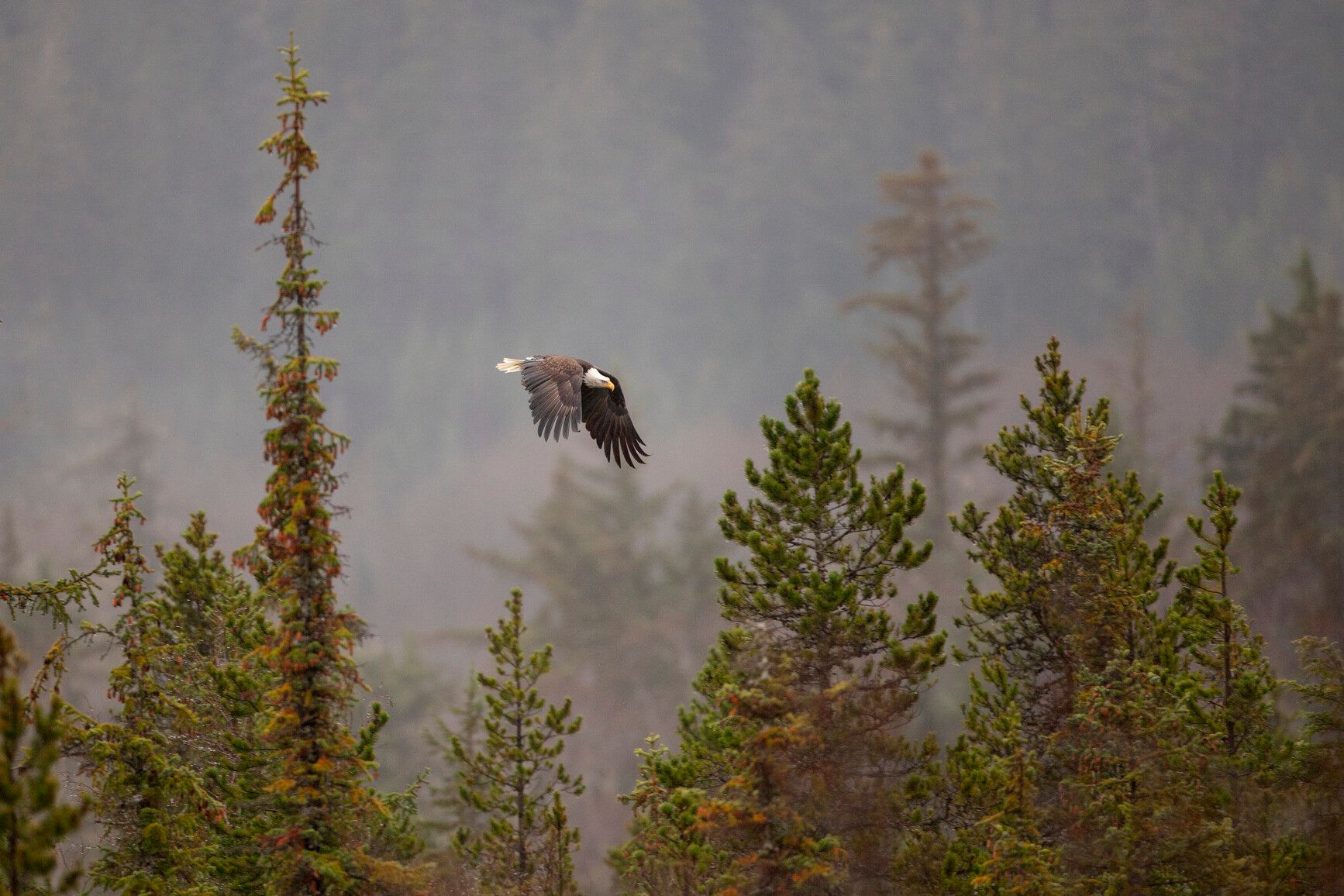 A bald eagle glides gracefully above the misty treetops of Anhluut'ukwsim Lax̱mihl Angwinga'asanskwhl Nisg̱a'a Park, capturing the wild spirit and untouched beauty of this sacred Nisg̱a'a land. Courtesy of Destination BC