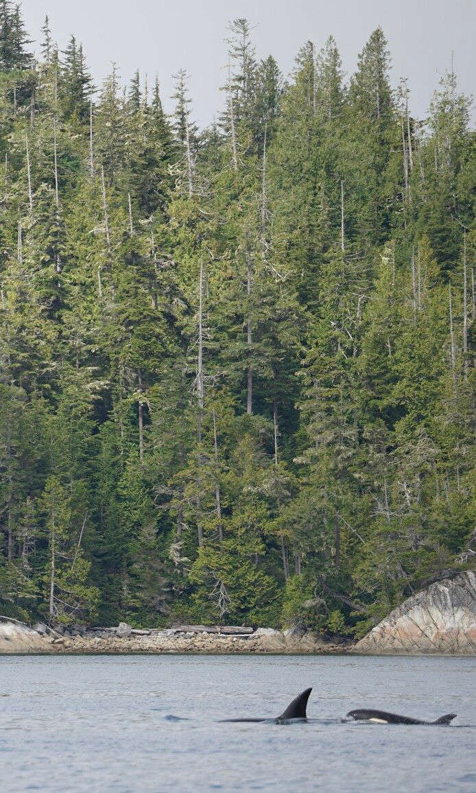 Broughton Archipelago Park