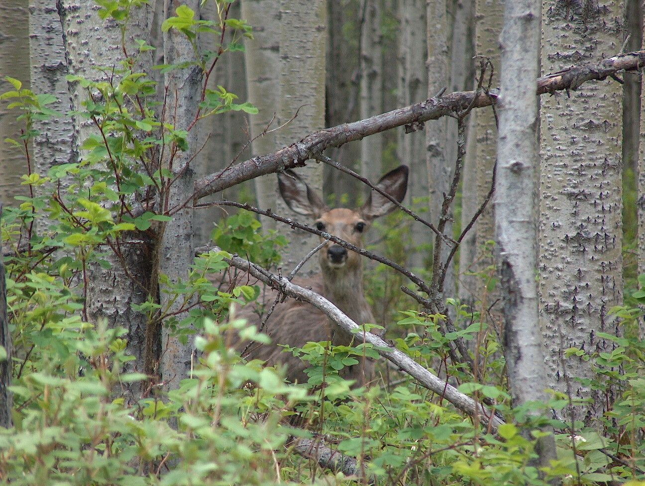<p>A deer peers quietly from the woods in Charlie Lake Park, blending into the stillness of its natural surroundings.</p>