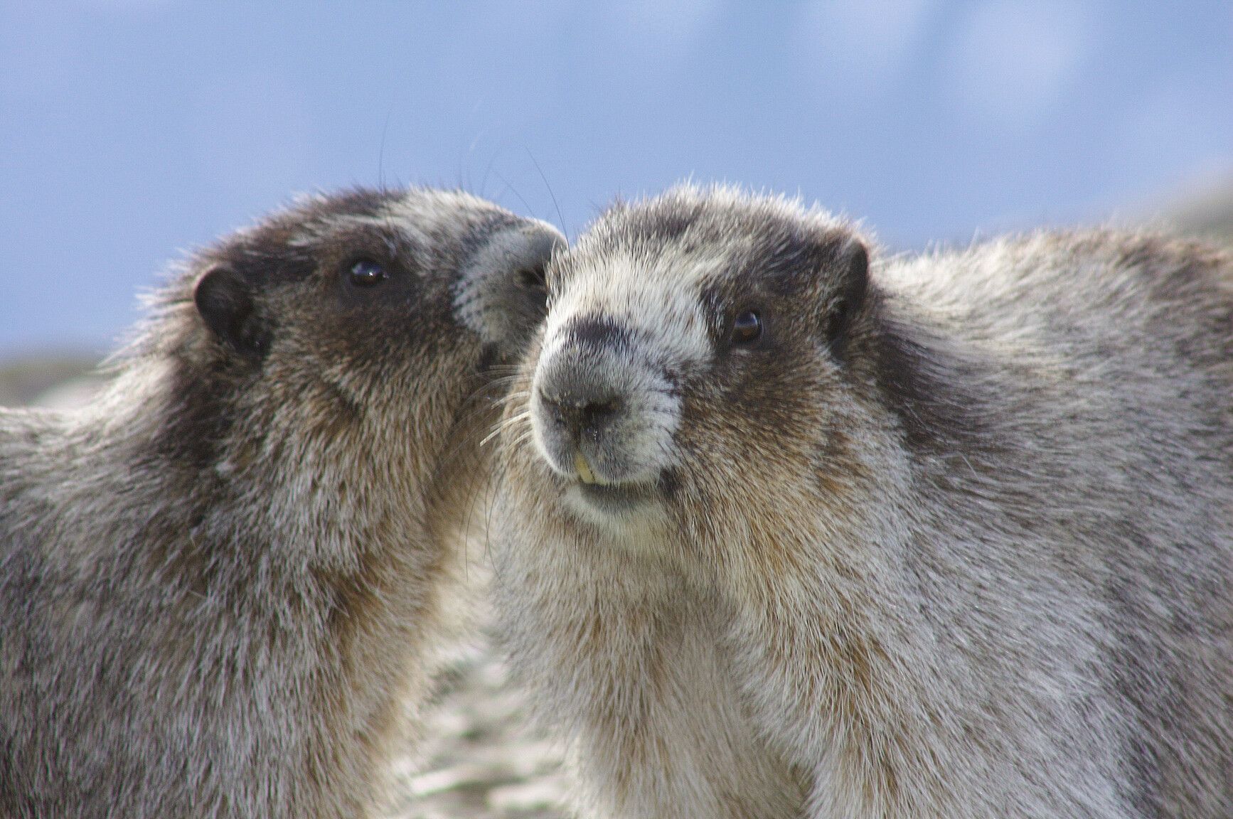 Marmots in Mount Assiniboine Park appear to be whispering, as if sharing secrets of the good life in the mountains.