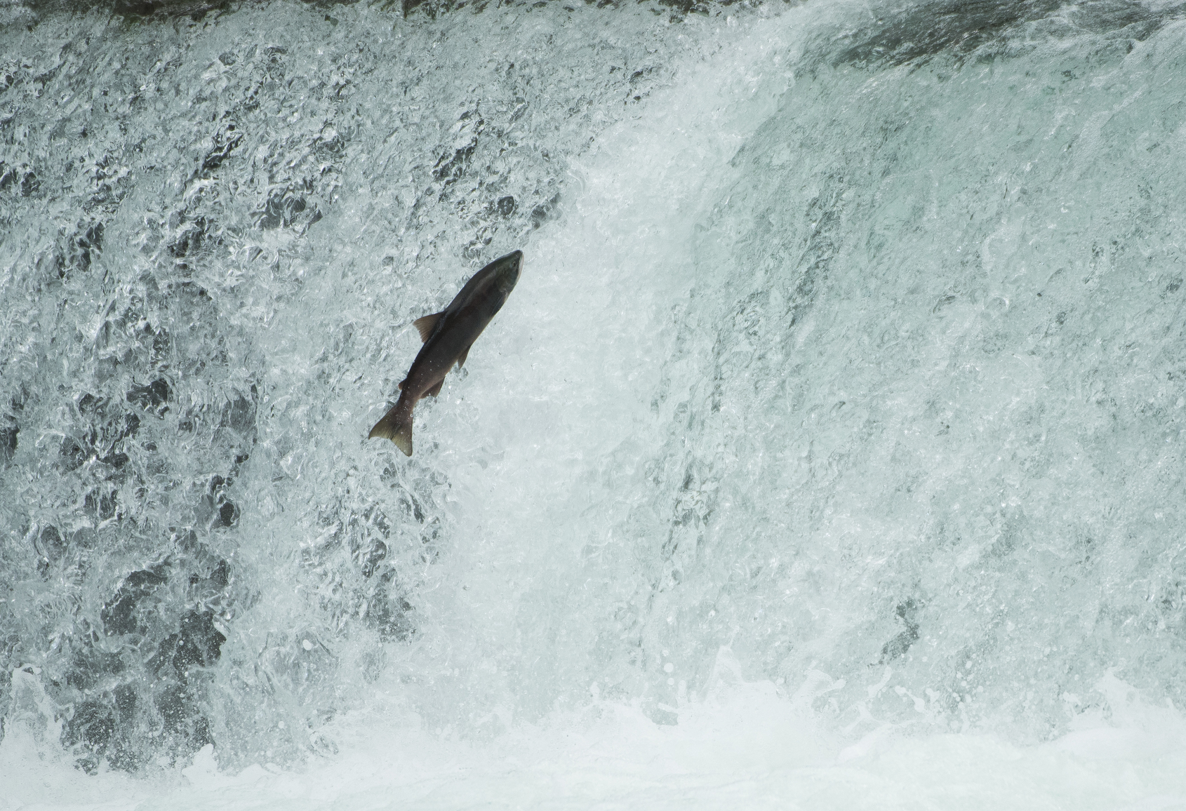 Salmon jumping up the falls.