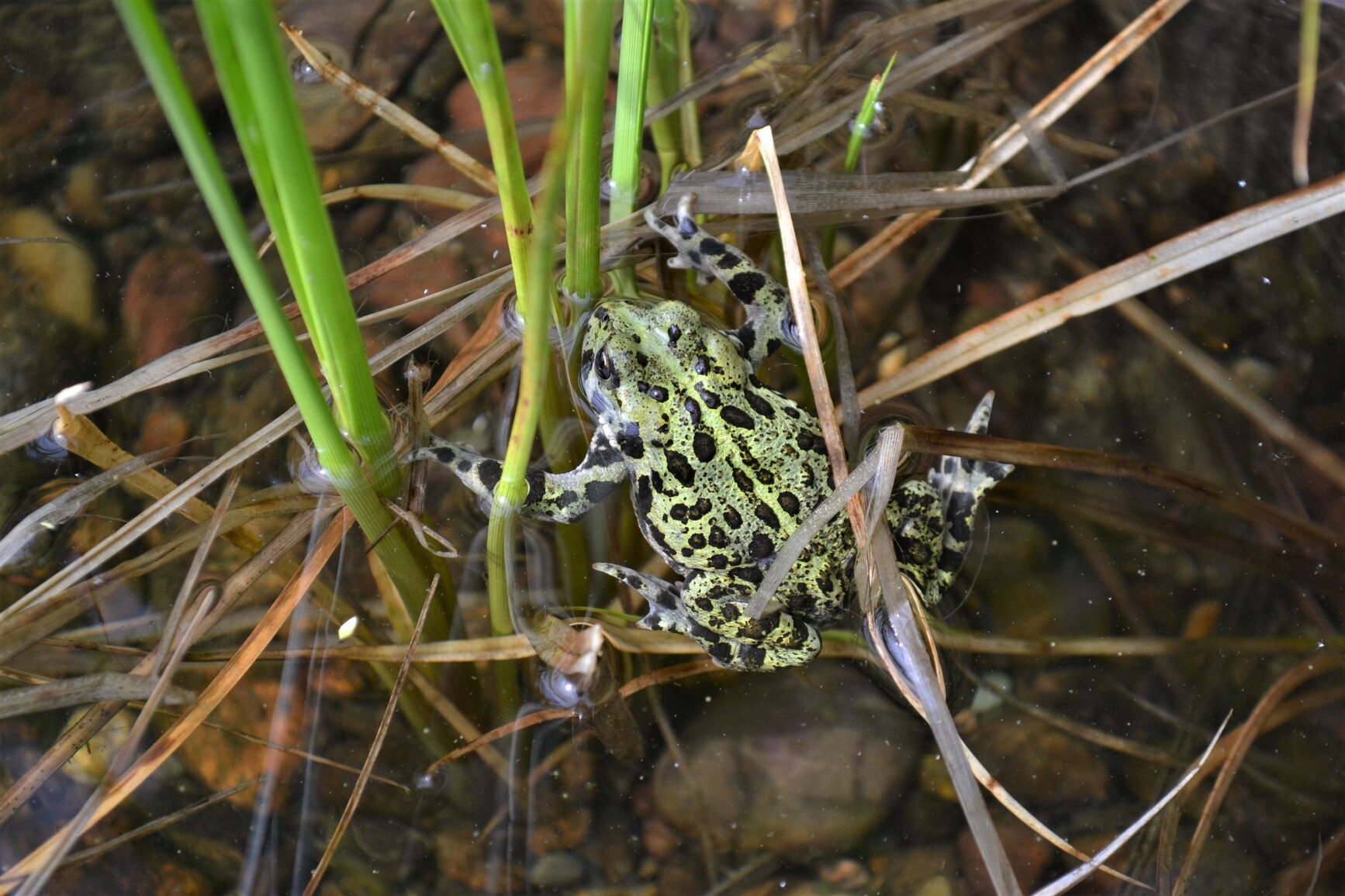 A frog in Ross Lake. Ross Lake Park.