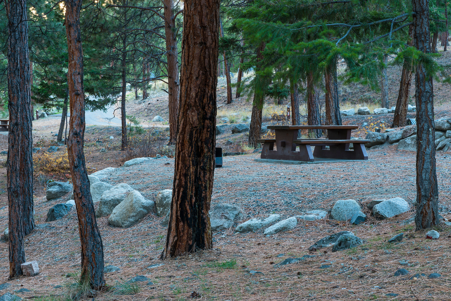 Vacant front-country campground with scattered trees.