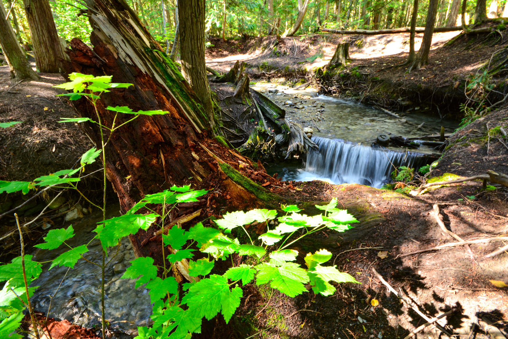 A creek in Adams Lake Park creates a small waterfall in the forest.