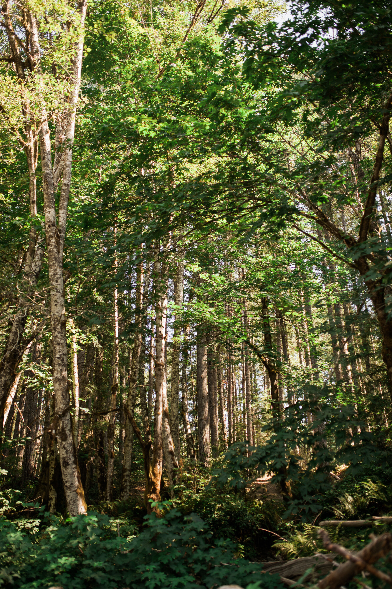 The dense forest in Chemainus River Park.