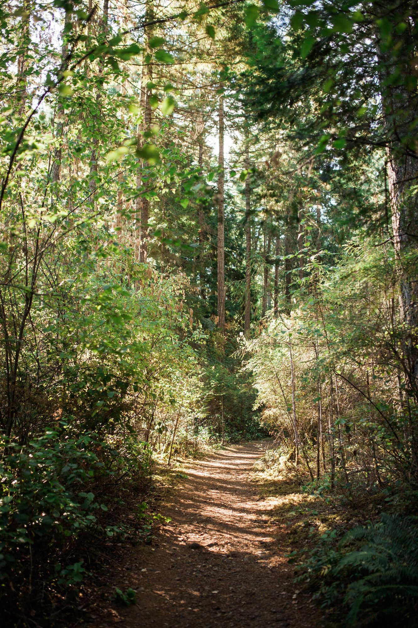 A forest trail in Boyle Point Park.