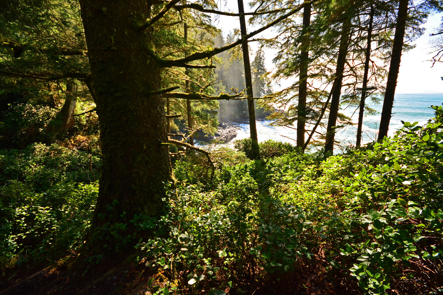 View of inlet / bay through forest trees. Photo credit: Iain Robert Reid