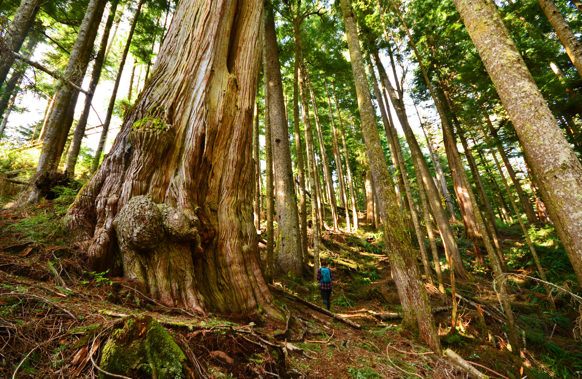 Hiker walking on a forested trail past an old growth Western red cedar (Thuja plicata) tree
