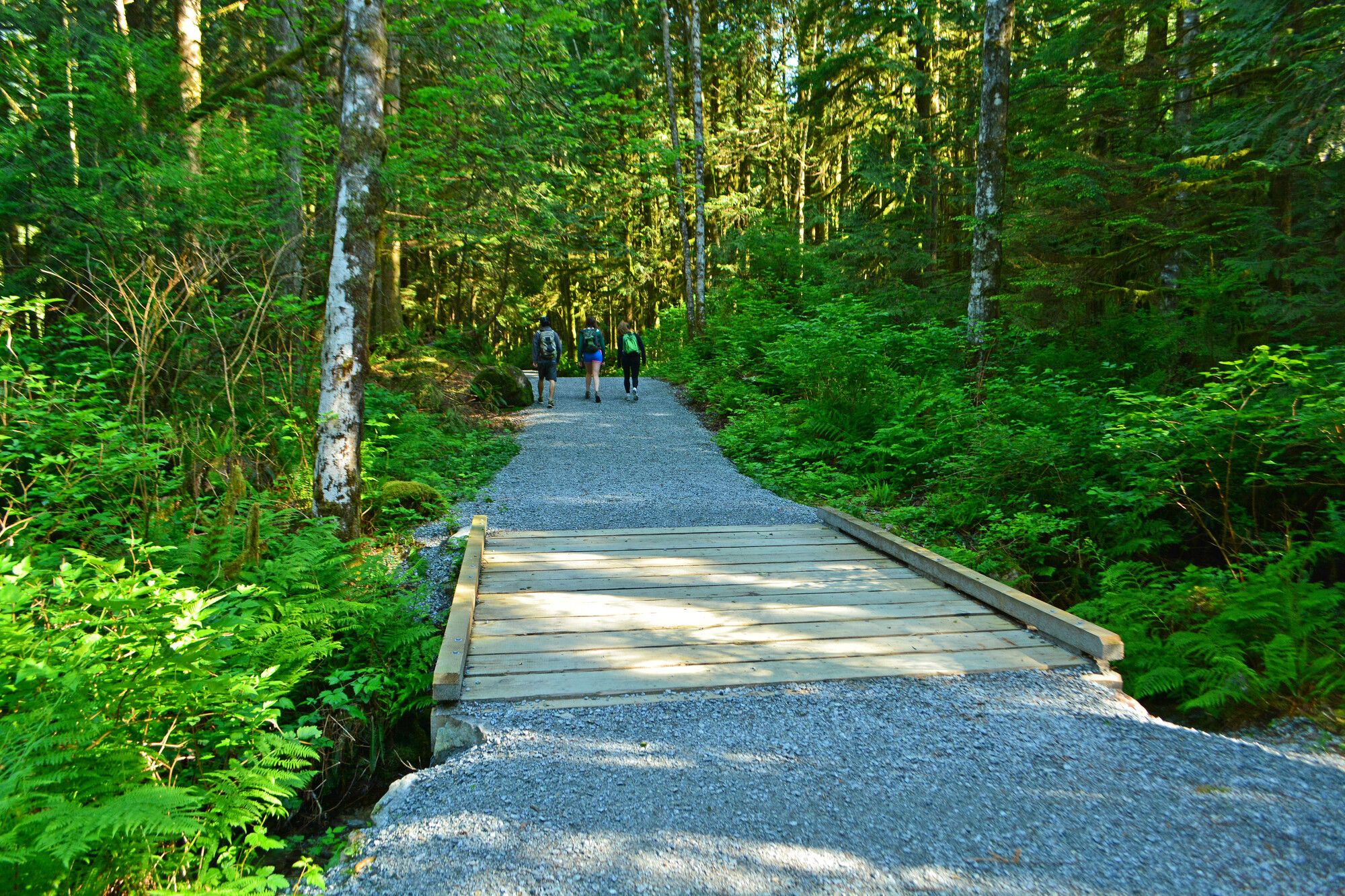 Park visitors hiking a trail through the forest in Golden Ears Park.