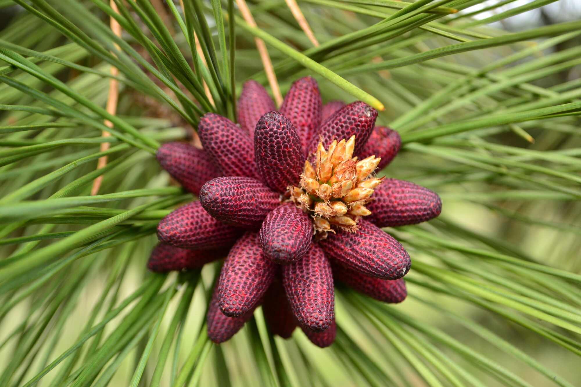 Ponderosa pine (Pinus ponderosa) pollen cones. Kentucky-Alleyne Park.