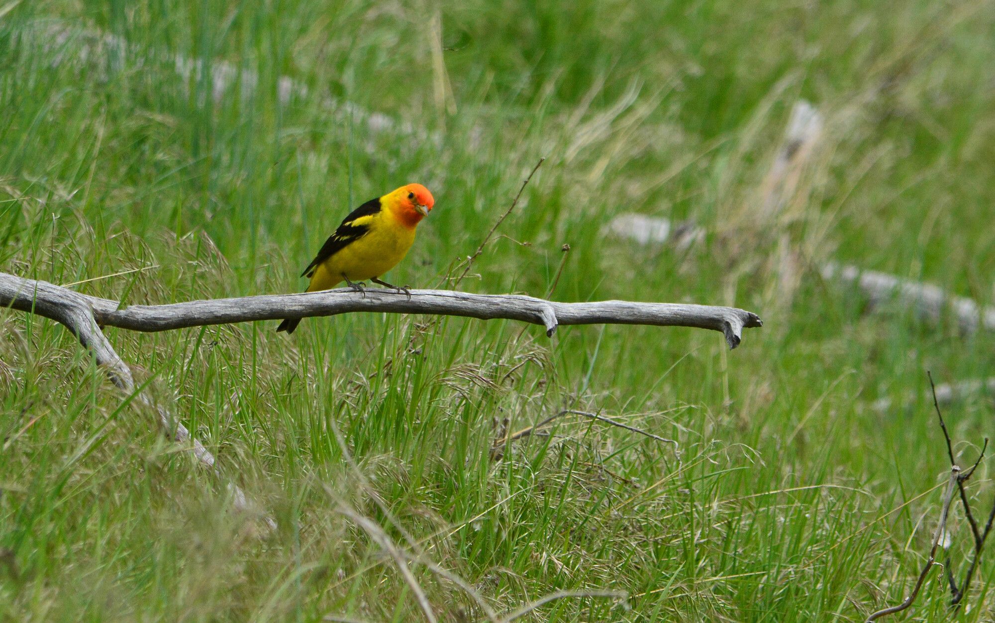 Distinguished by its colour, a Western Tanager (Piranga ludoviciana) in Kentucky-Alleyne Park.