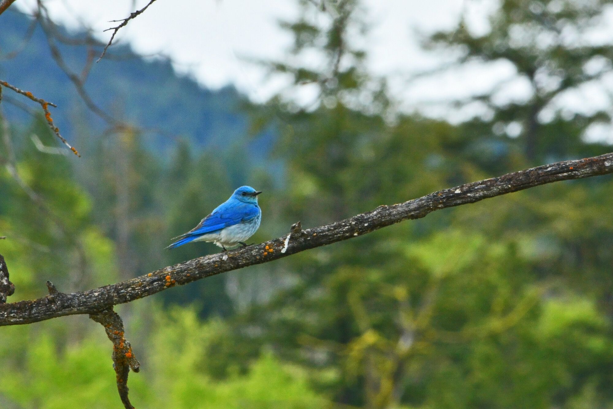 Mountain Bluebird (Sialia currucoides) is a songbird found in mountainous districts of western North America. This bright turquoise-blue is the colour of the male. Kentucky-Alleyne Park.