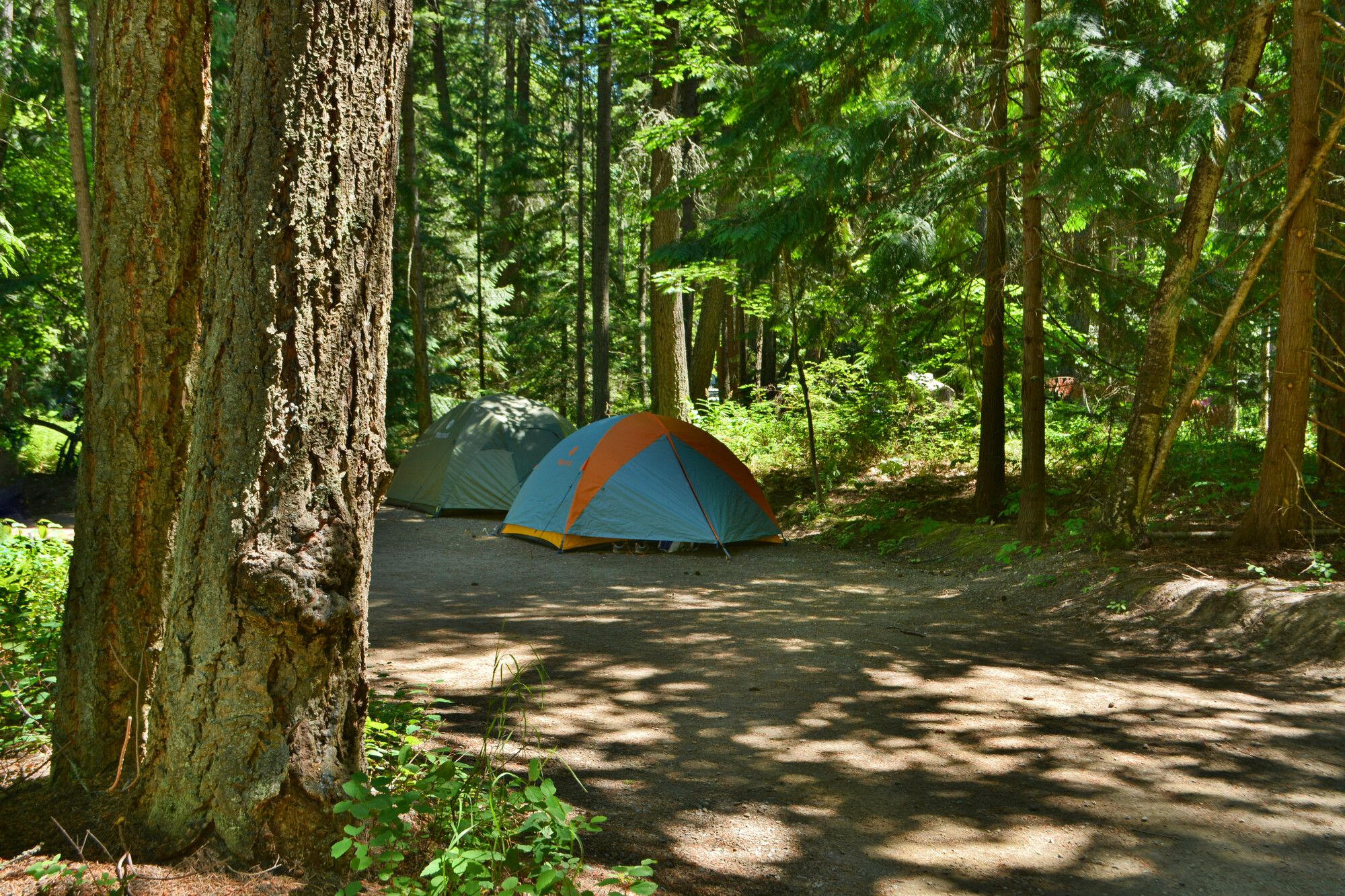 Tents in a campsite in Shuswap Lake Park.