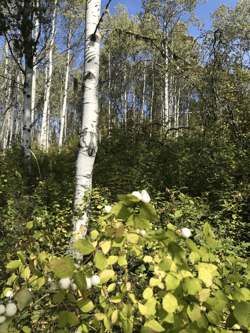 Birch forest and snowberries