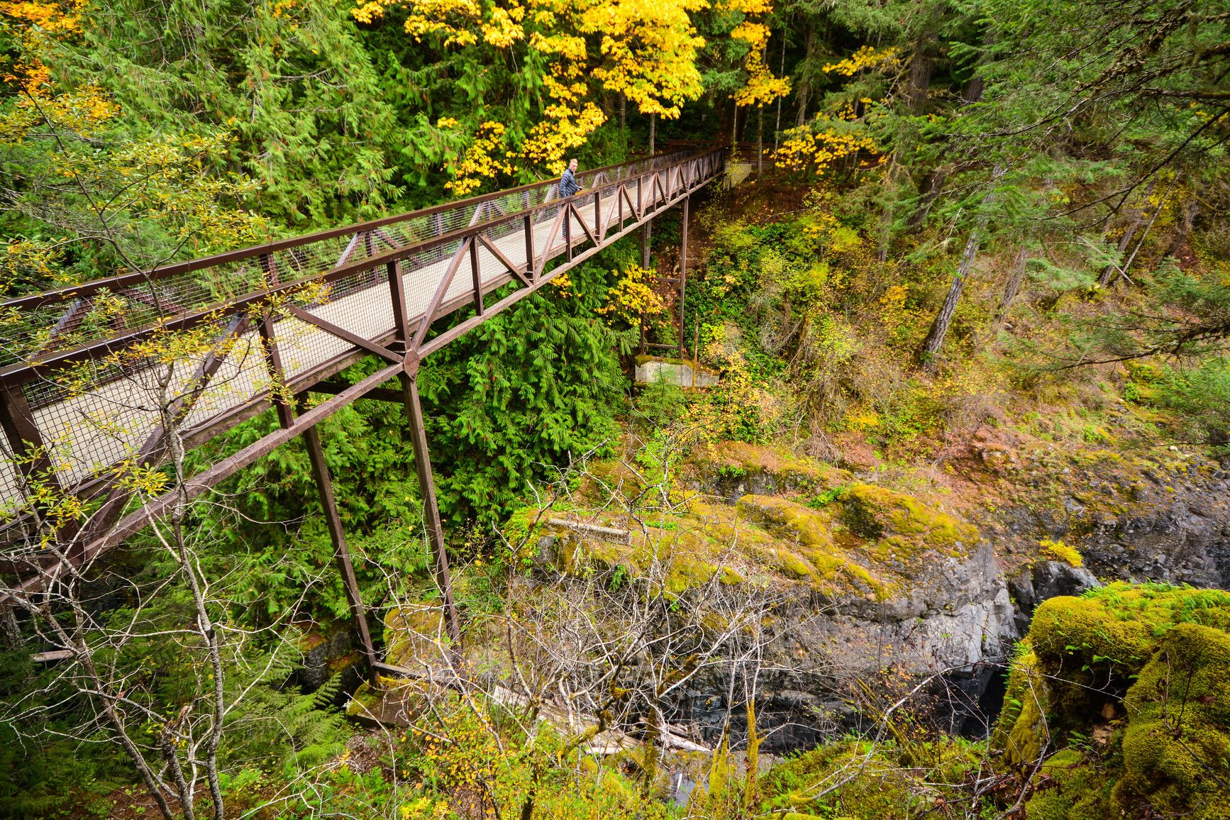 A park visitor views the canyon from a bridge surrounded by forest. Englishman River Falls Park.