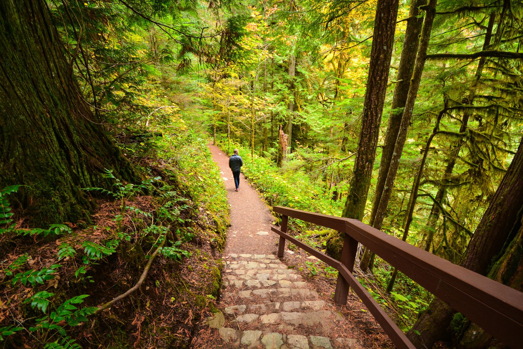 A park visitor walks a forest trail with stone steps. Old trees in the trail in Englishman River Falls Park.