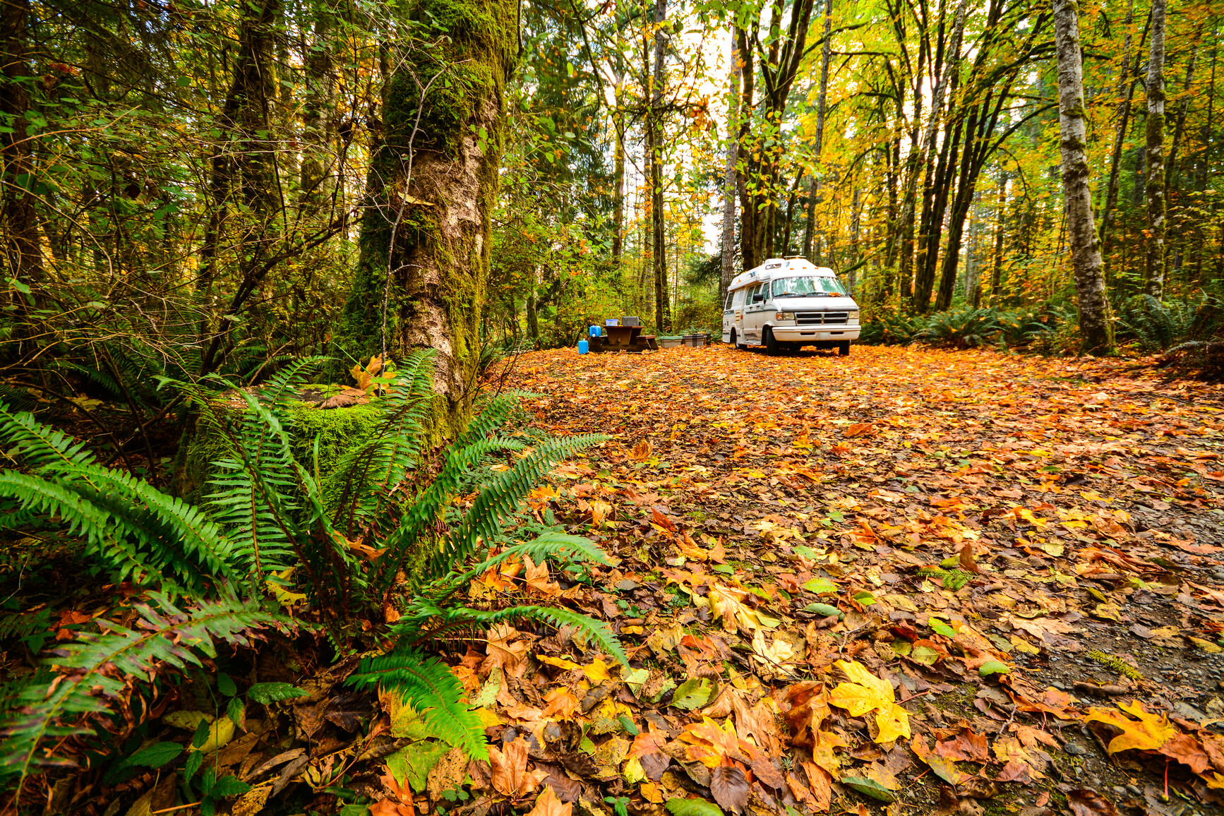 Autumn leaves cover the ground of a campsite in Miracle Beach Park.