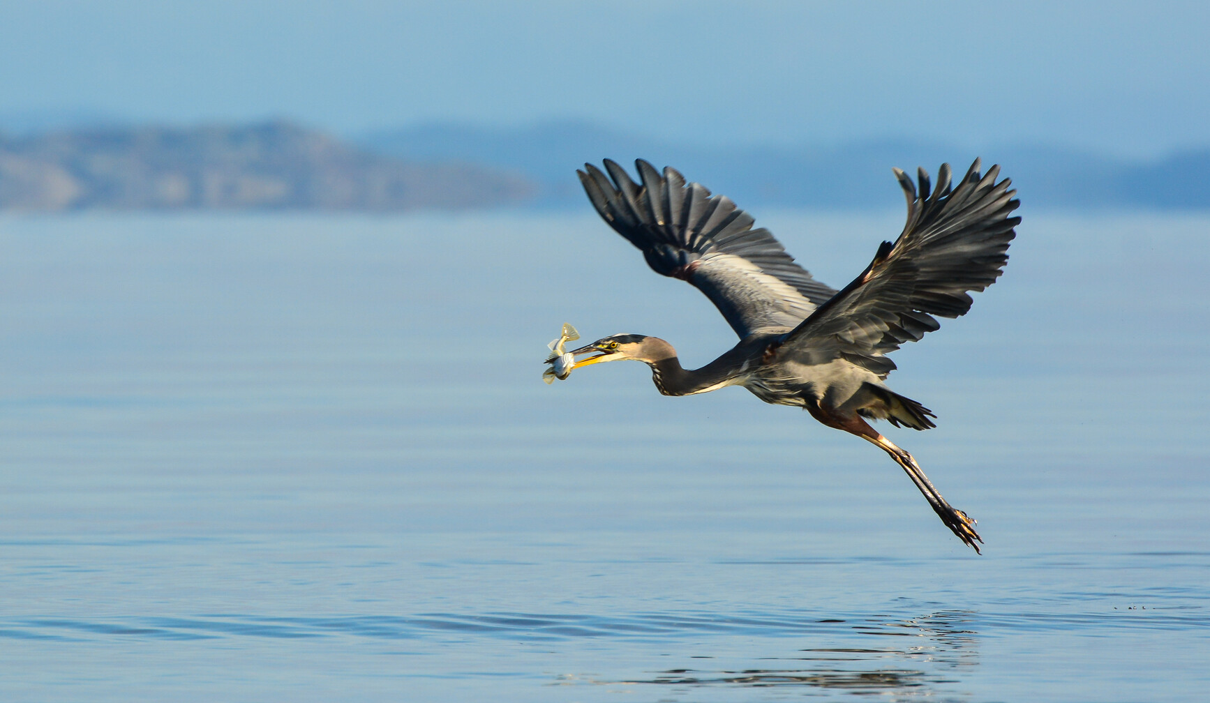 A great blue heron in flight with a fish in its beak. Miracle Beach Park.