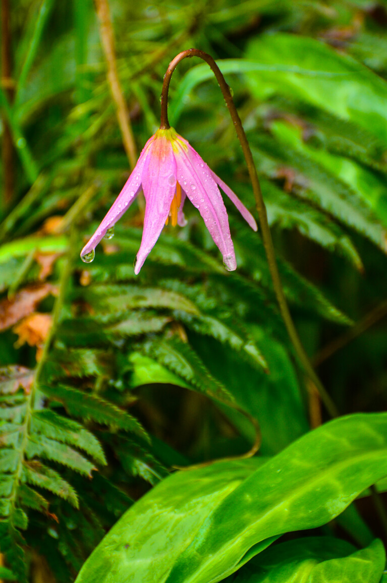 Fawn lily and ferns.