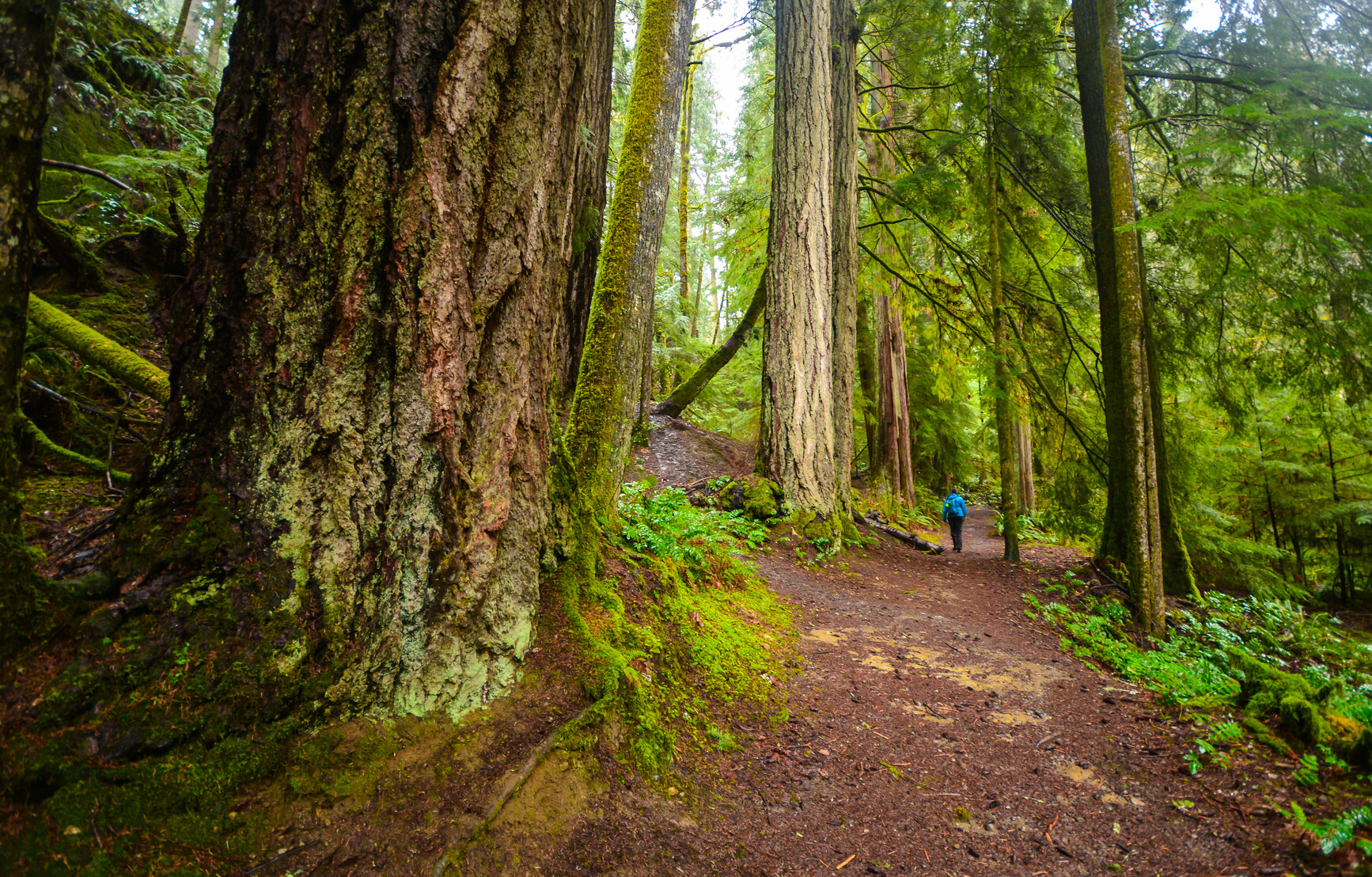 Hiker on forest trail with old growth tree.