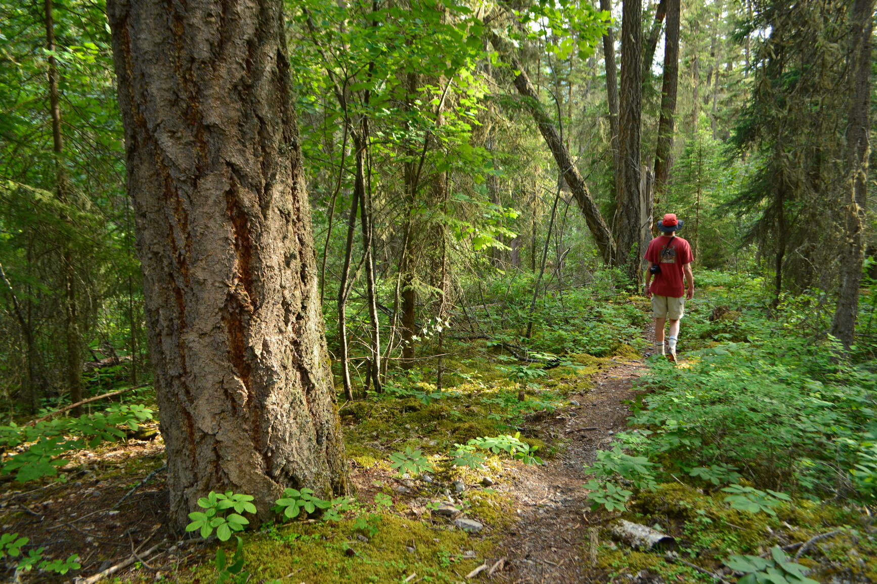 Hiker on forest trail.