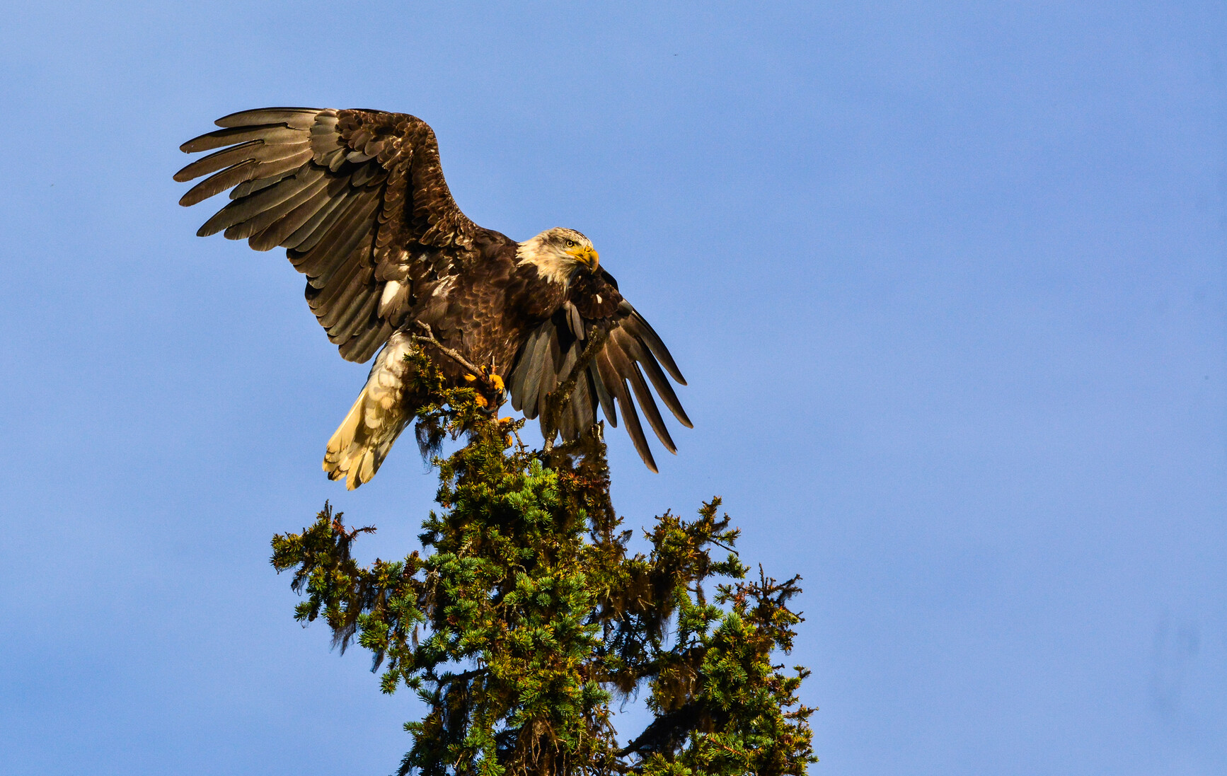 An eagle at the top of a tree with it's wings spread.