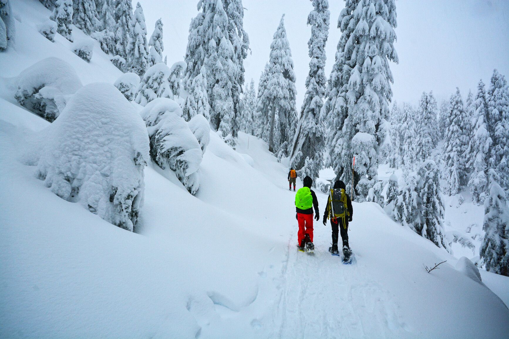 Snowshoers walking through the snow covered forest in Mount Seymour Park.