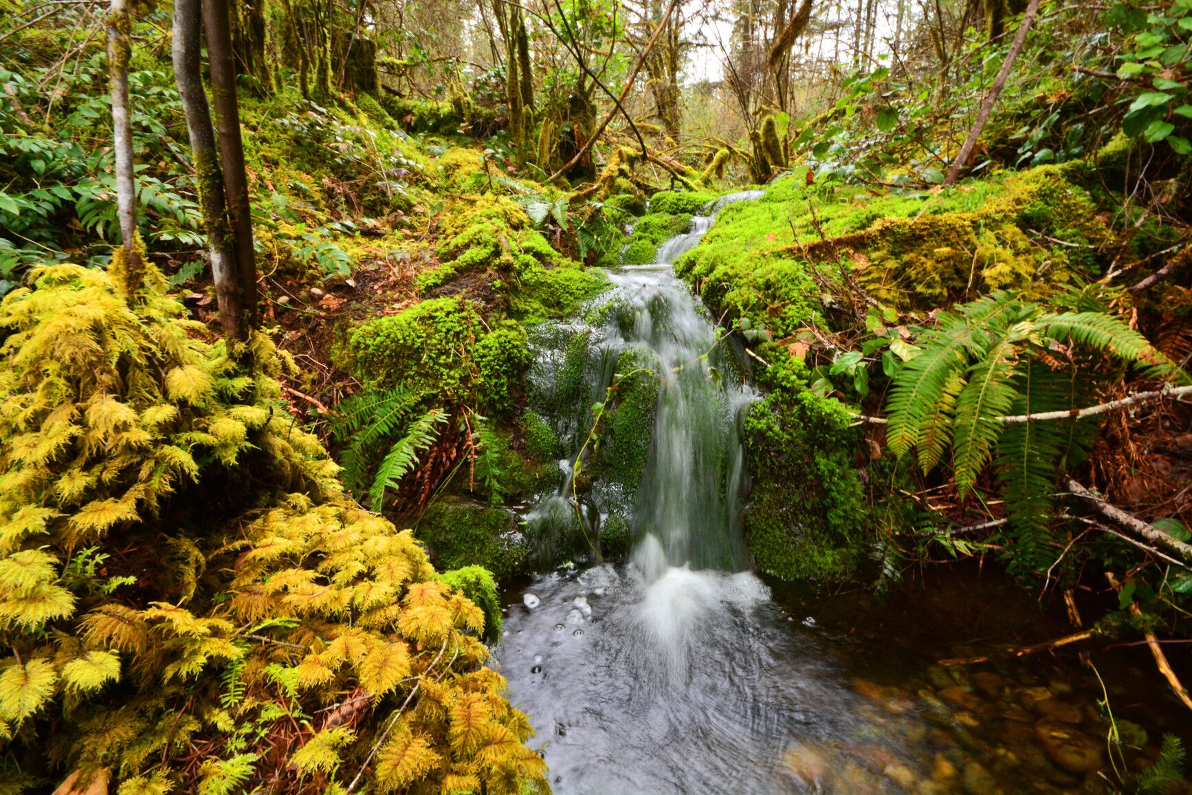 In the dense forest, a stream flows over the moss covered ground, creating a series of small falls. Cowichan River Park.