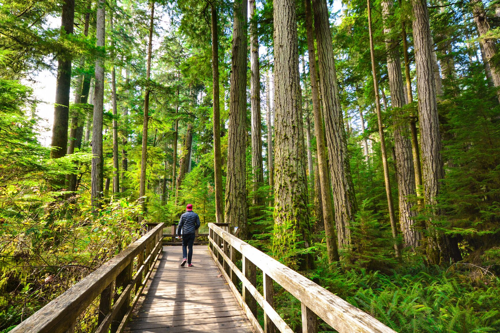 A park visitor walks through the forest on a boardwalk. MacMillan Park.