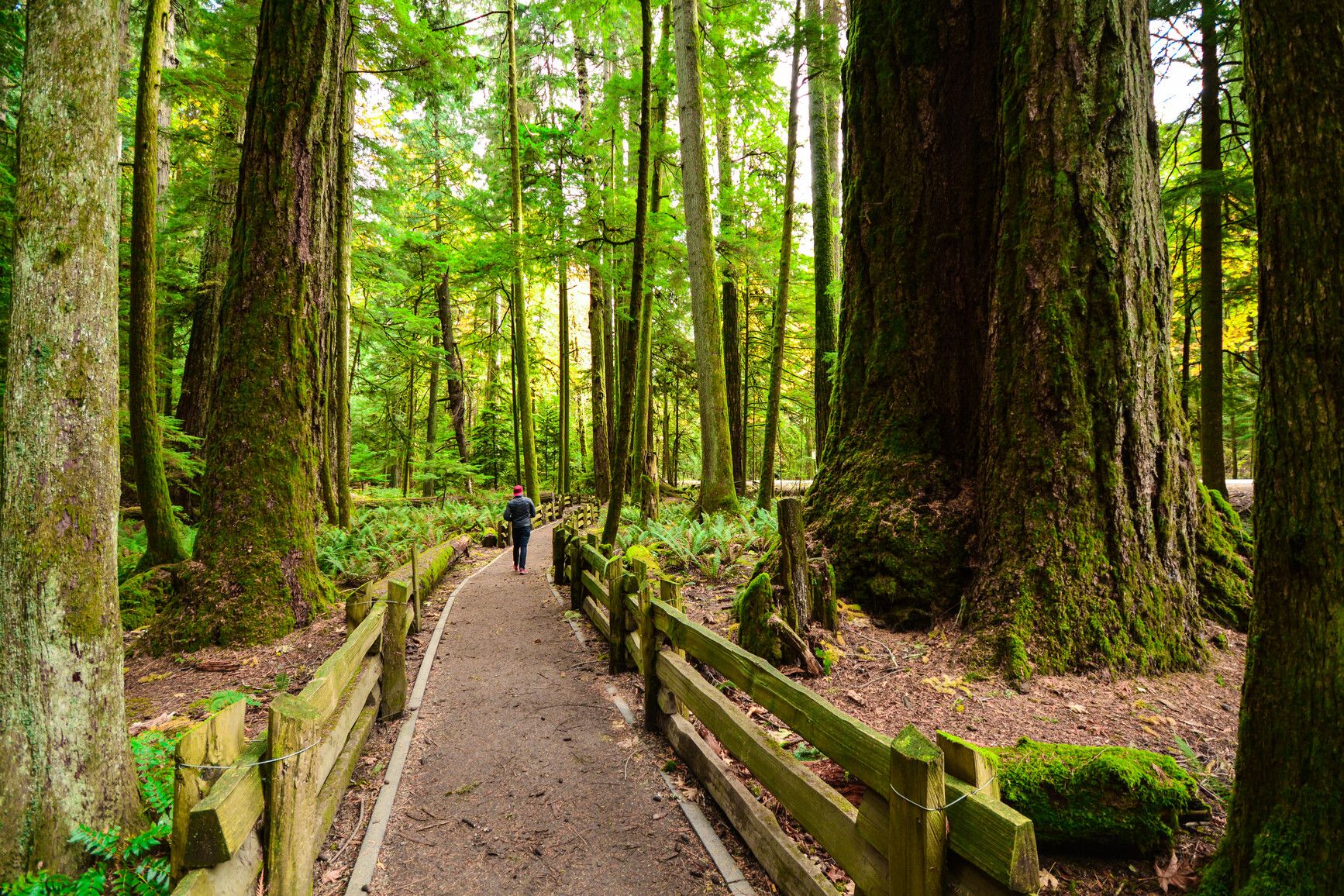 A park visitor walks a fenced trail in the old growth forest. MacMillan Park.