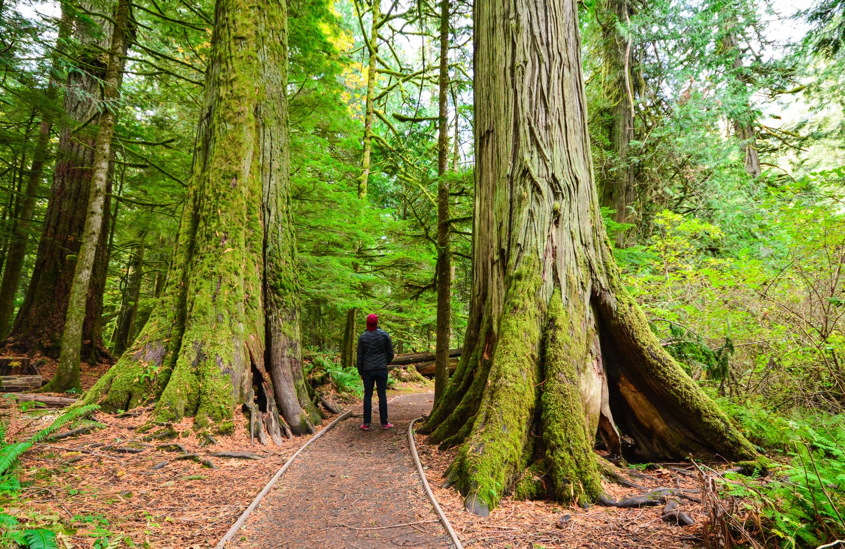 A park visitor looks up in awe of the old growth trees from the forest trail. MacMillan Park.