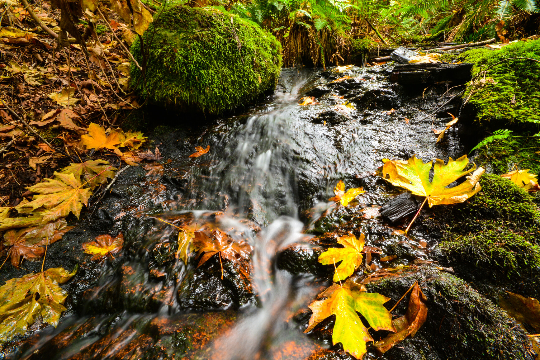 Creek flowing over rocks. Ferns and mosses cover the ground. Autumn leaves have fallen around the creek.