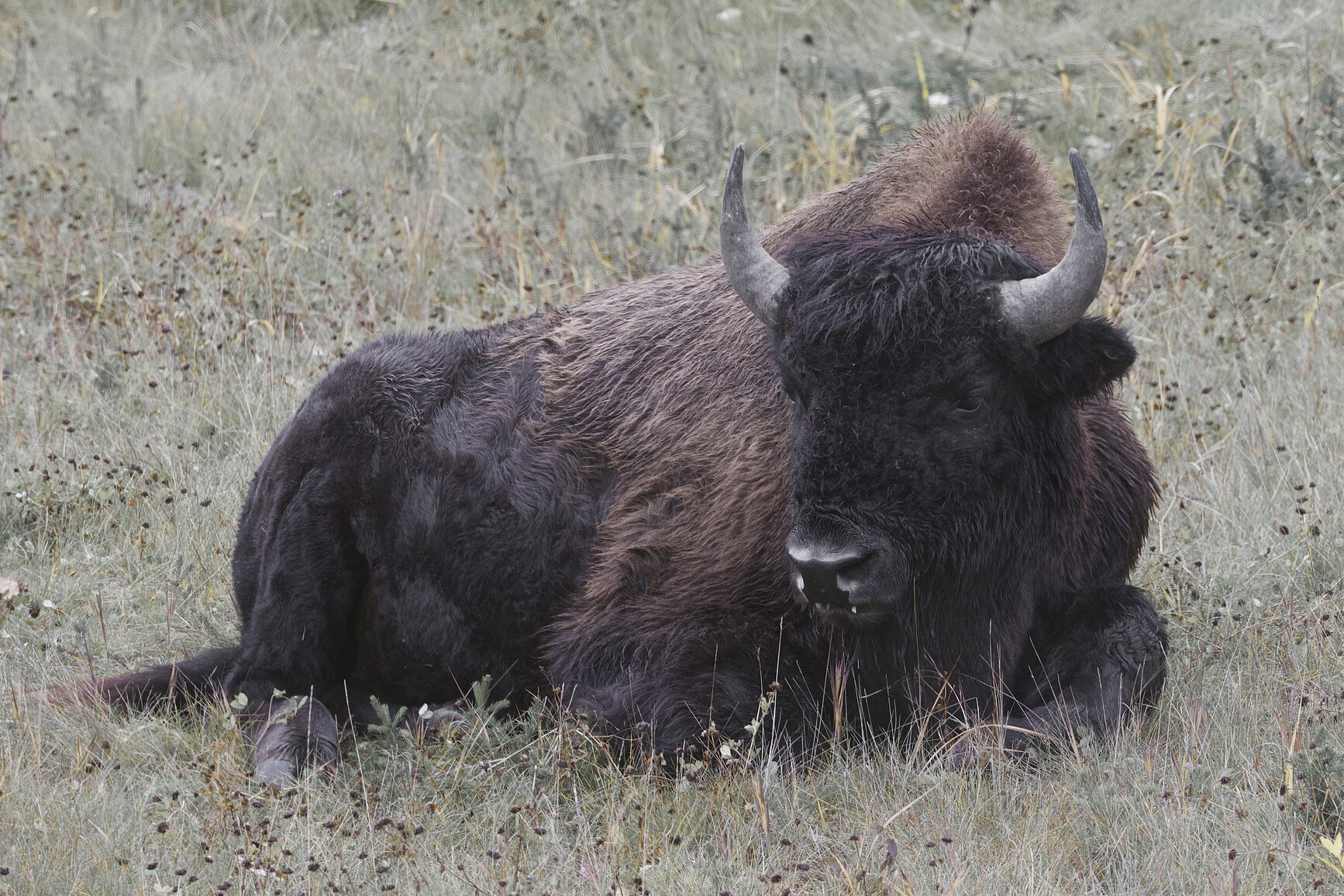 Wood bison (bison athabascae) laying in the grass.