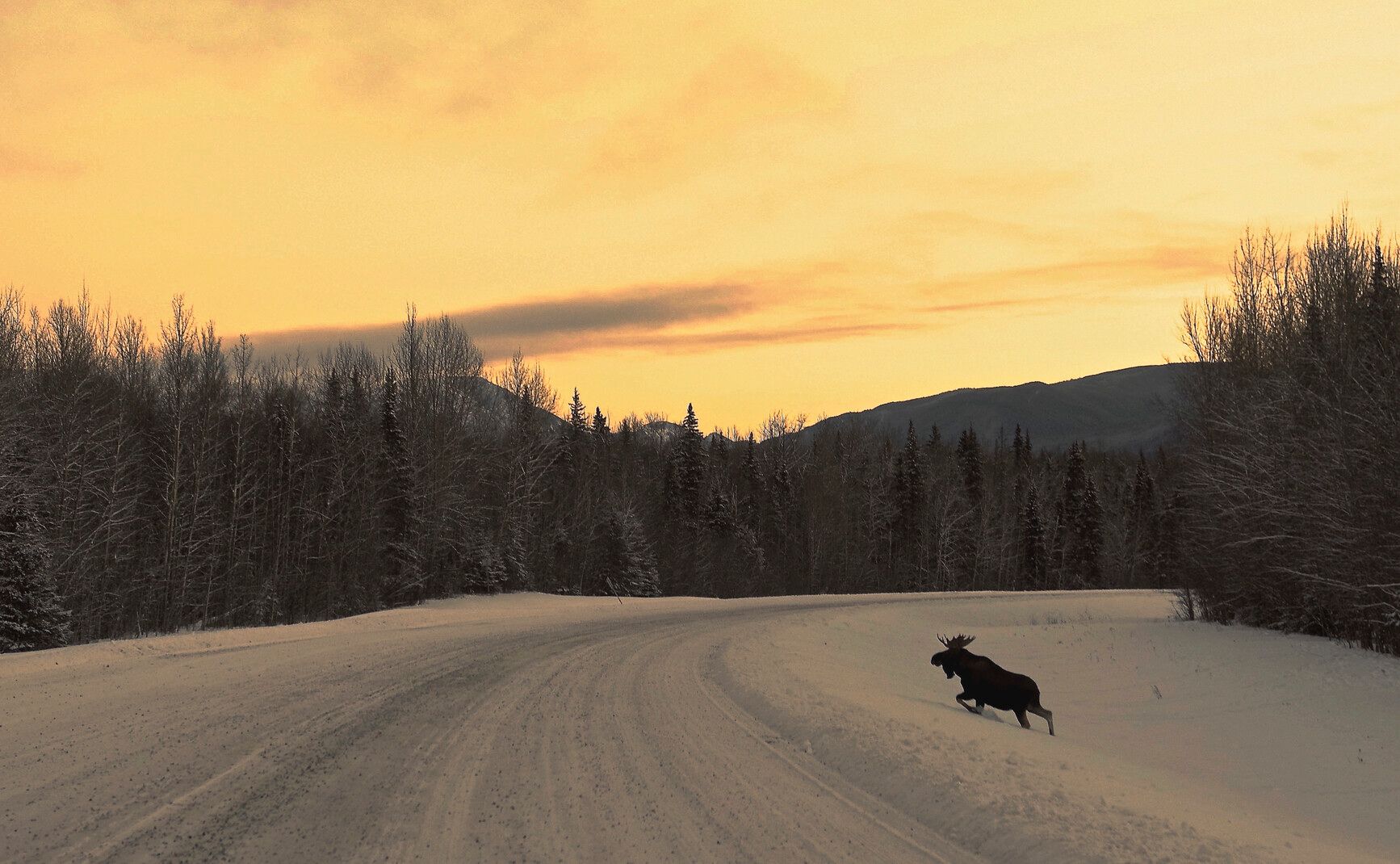As the sun sets over the park, a moose makes a journey through the snow along the highway. Liard River Hot Springs Park.