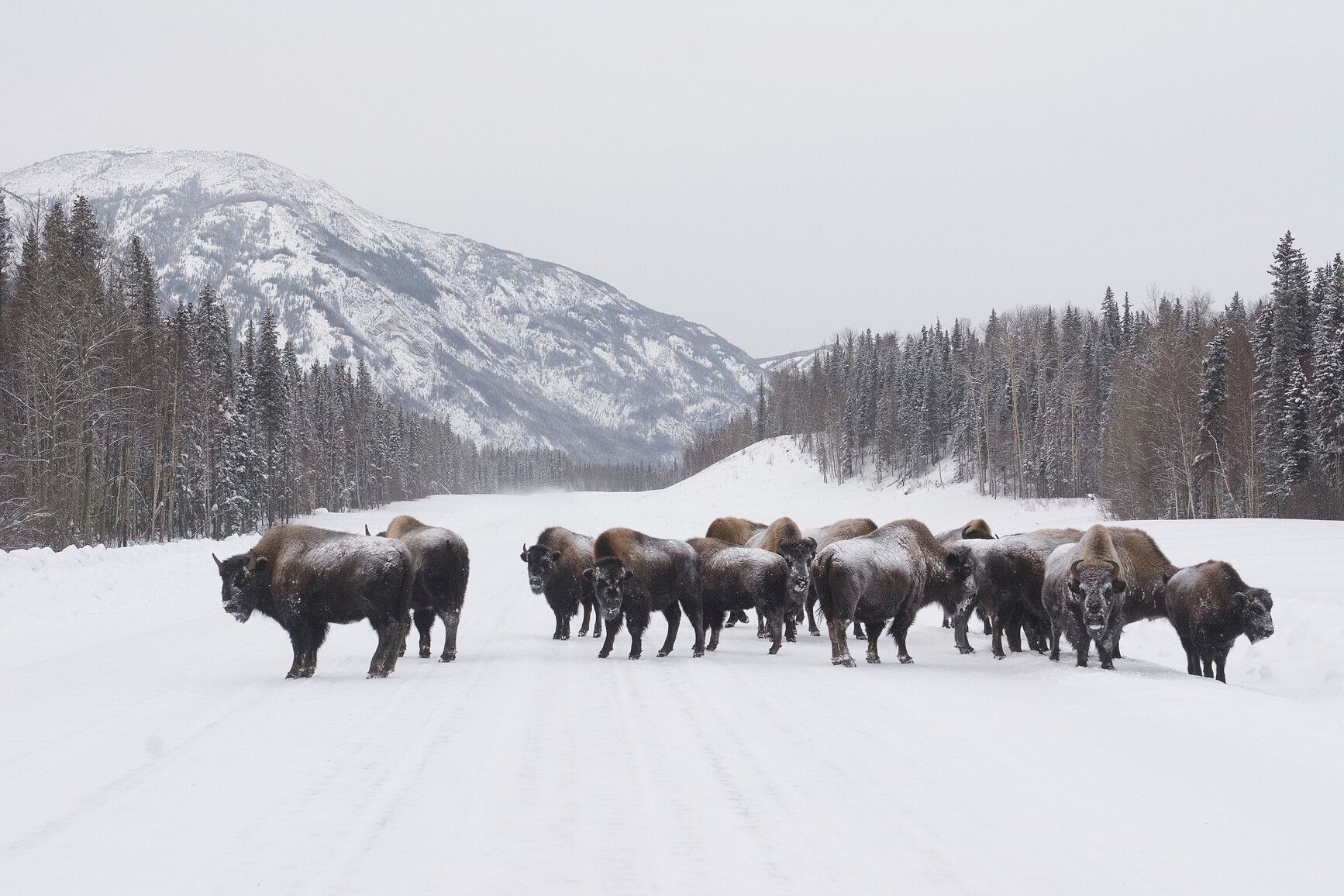 A herd of snow covered wood bison (bison athabascae) standing on the snowy highway. Liard River Hot Springs Park.