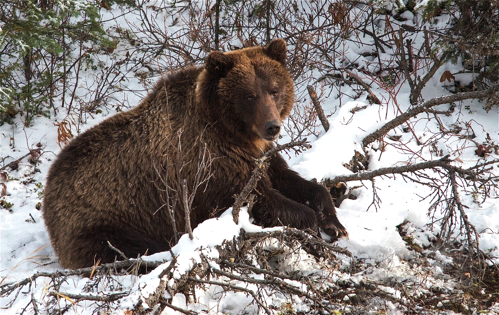 A grizzly bear (Ursus arctos horribilis) in the snowy forest. Liard Hot Springs Park. 