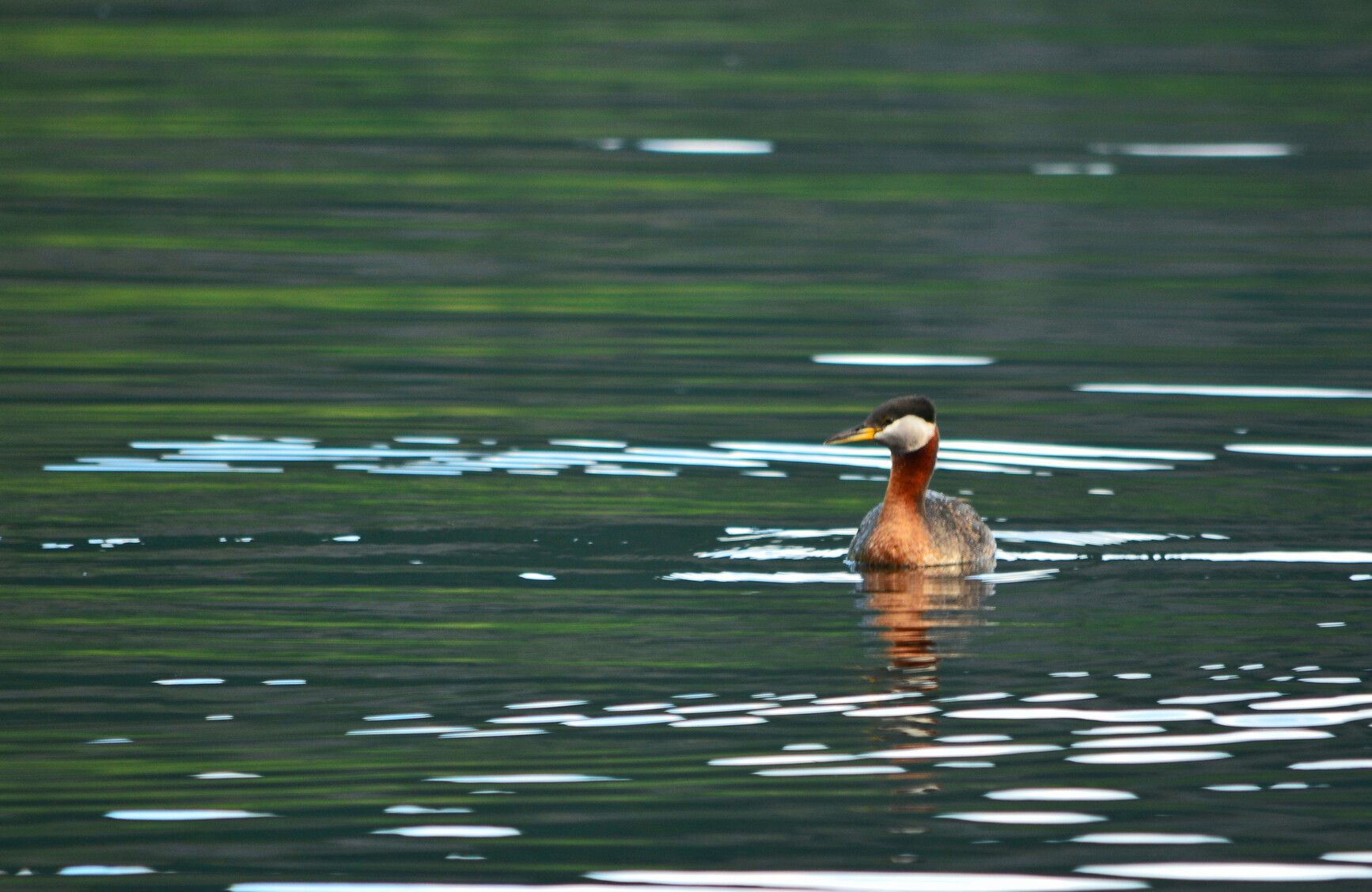 Red-necked grebe (Podiceps grisegena) enjoys its environment on Conkle Lake.