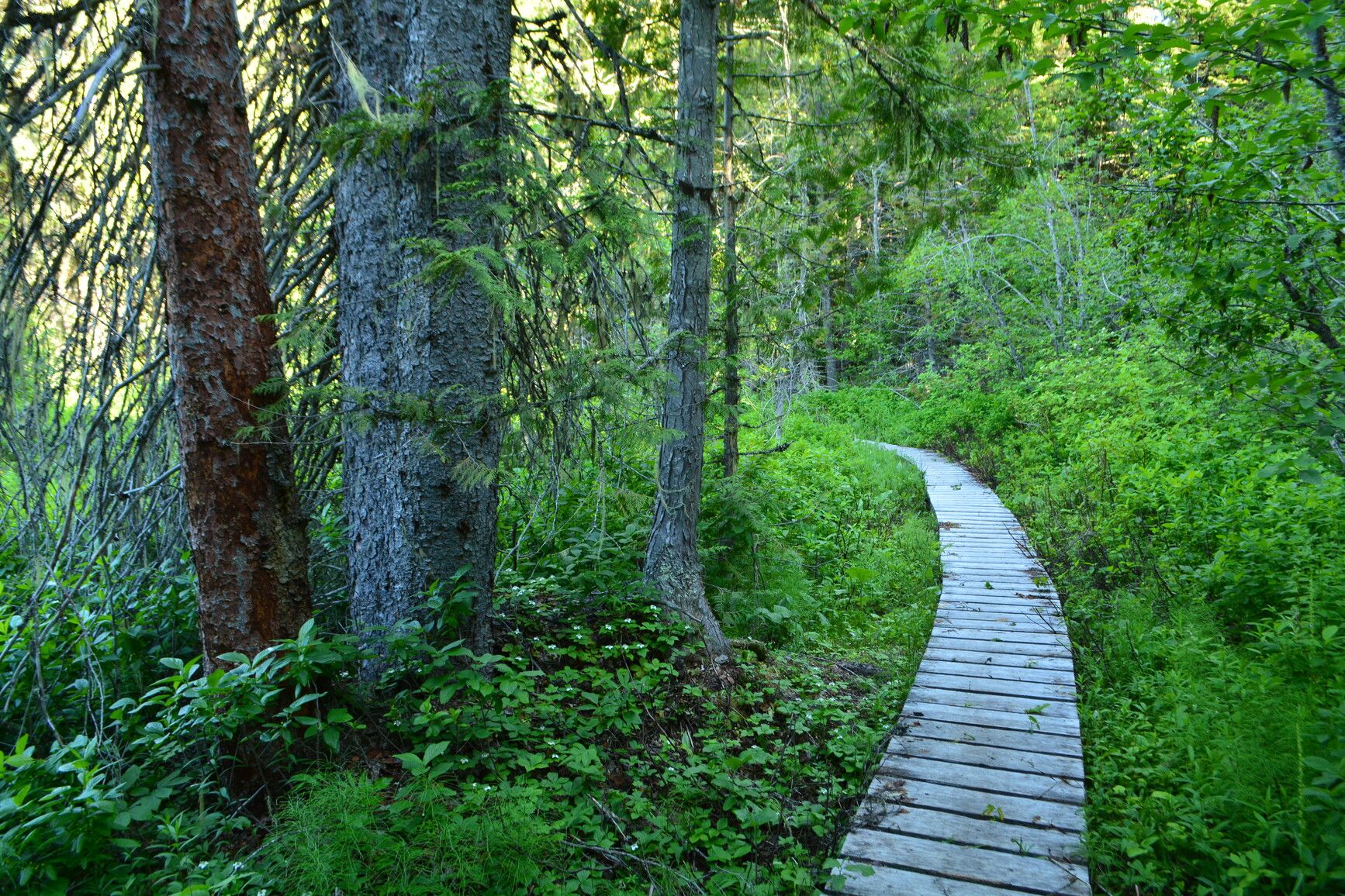 Embark on an adventure through the dense forest of Champion Lakes Park, strolling along a boardwalk trail.