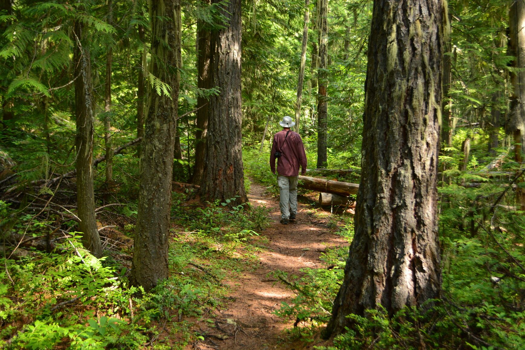 Discover tranquility in the heart of Champion Lakes Park as you explore the enchanting forest trails, providing a serene haven to connect with nature's stillness and witness the vibrant tapestry of wildlife.