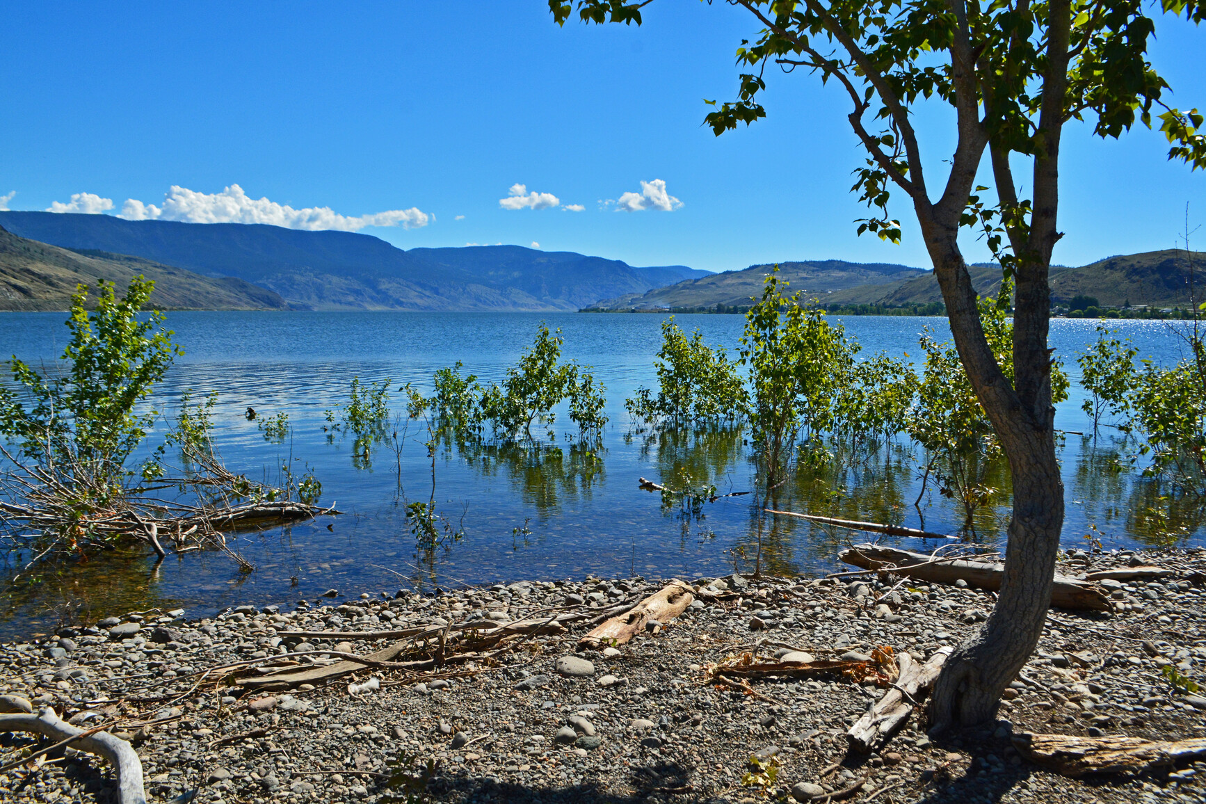 Kamloops Lake - Rocky beach with a tree, log and sticks on the shore. Shrubs in the foreground and forested mountains in the background.