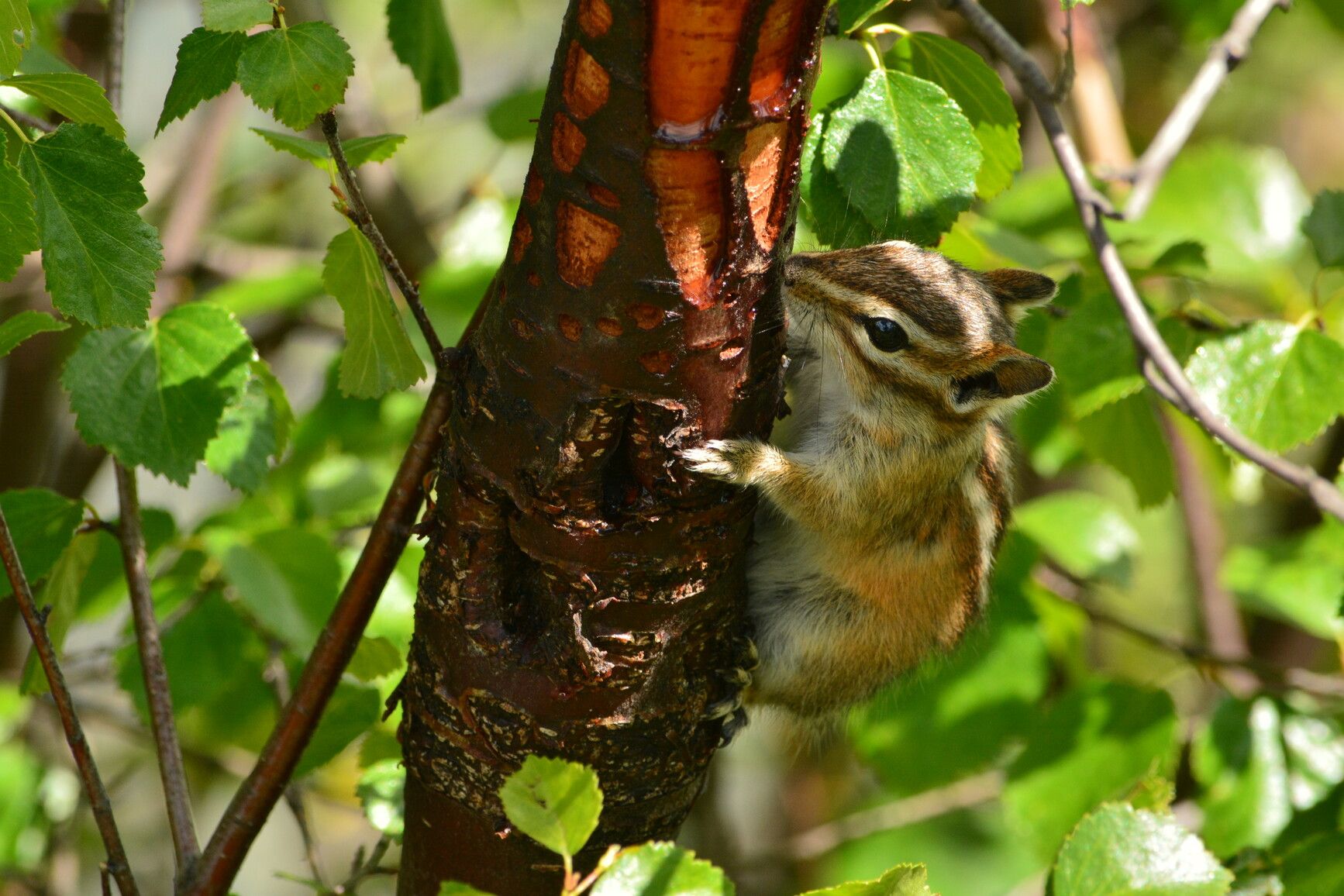 A chipmunk delights in one of its favorite treats, a water birch tree, at Big Bar Lake Park.&nbsp;