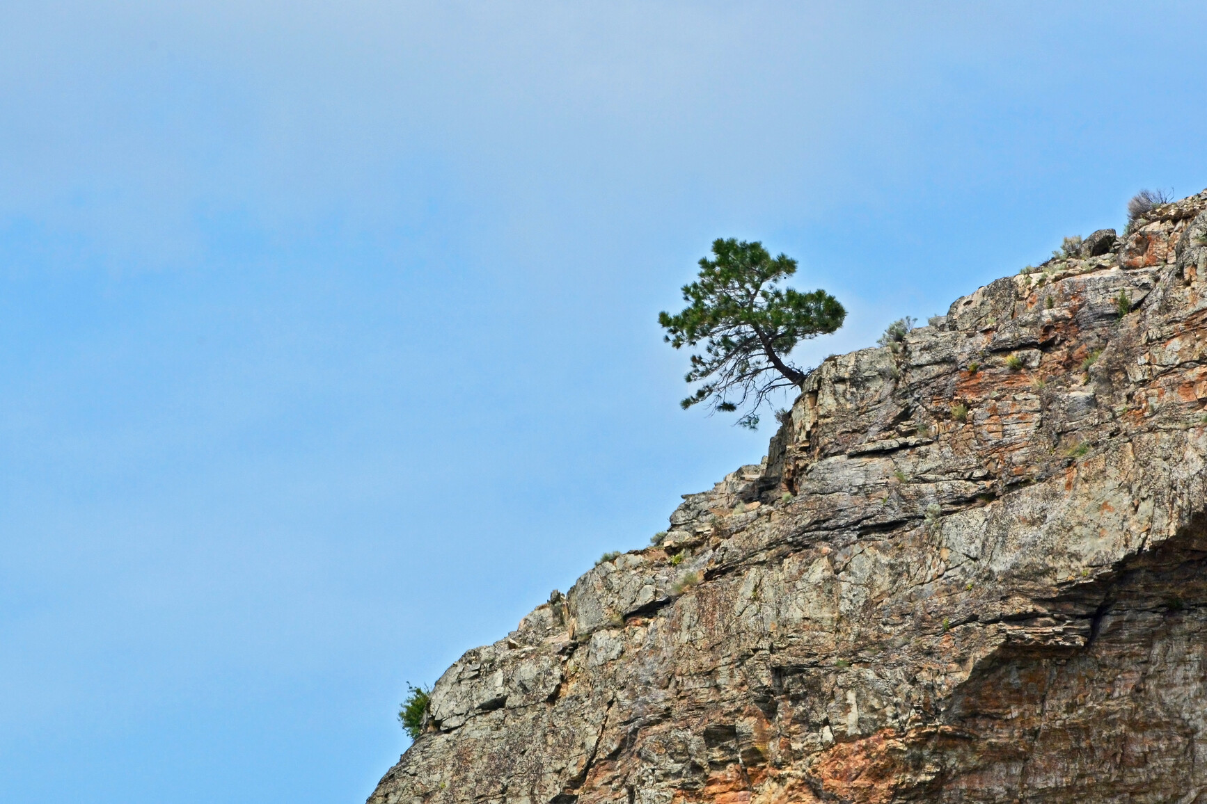 Photo of a Ponderosa pine (Pinus ponderosa) growing on the edge of a cliffside.