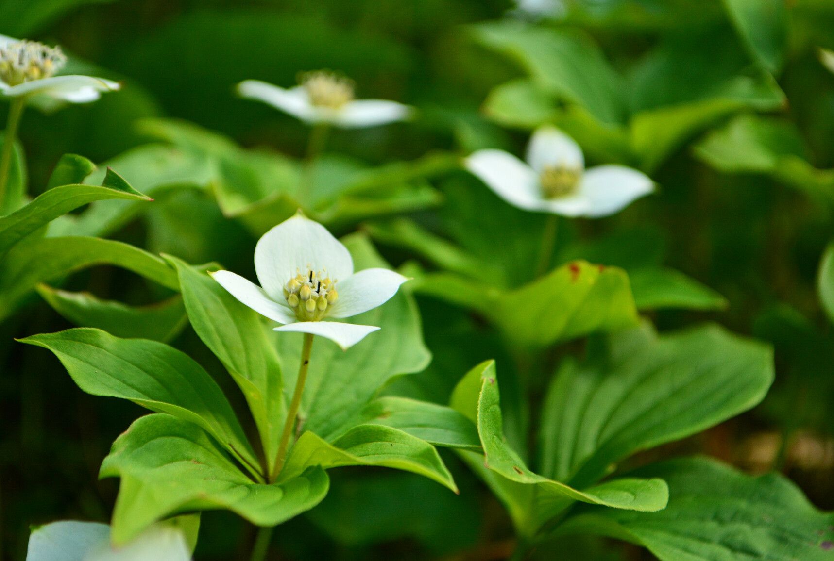 Bunchberry dogwood (Cornus canadensis) grows to about 10–20 centimetres tall and can be found on the forest floor. Bridge Lake Park.