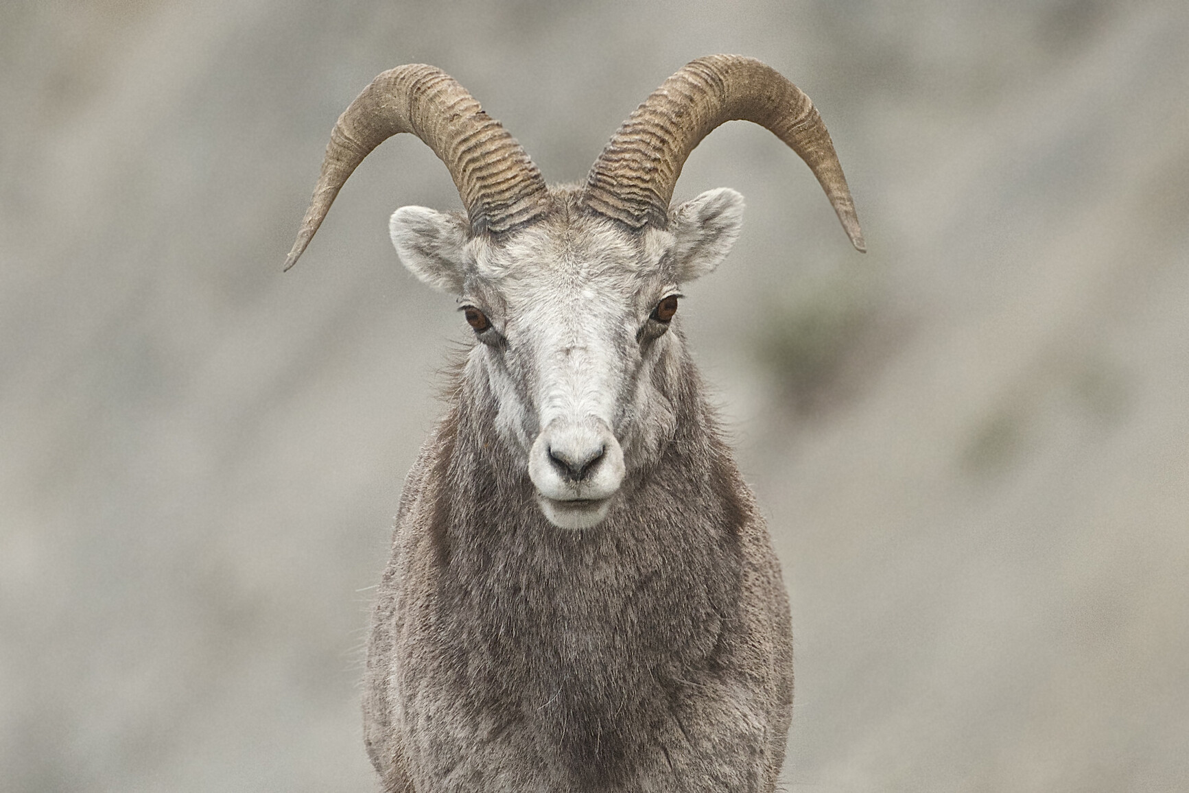 Close up photo of a Stone Sheep (Ovis dalli) facing the the camera. Muncho Lake Park.