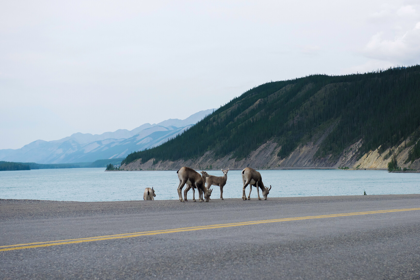 A group of female and young Stone Sheep (Ovis dalli) on the side of the road. Muncho Lake and forested mountains in the background. Muncho Lake Park.