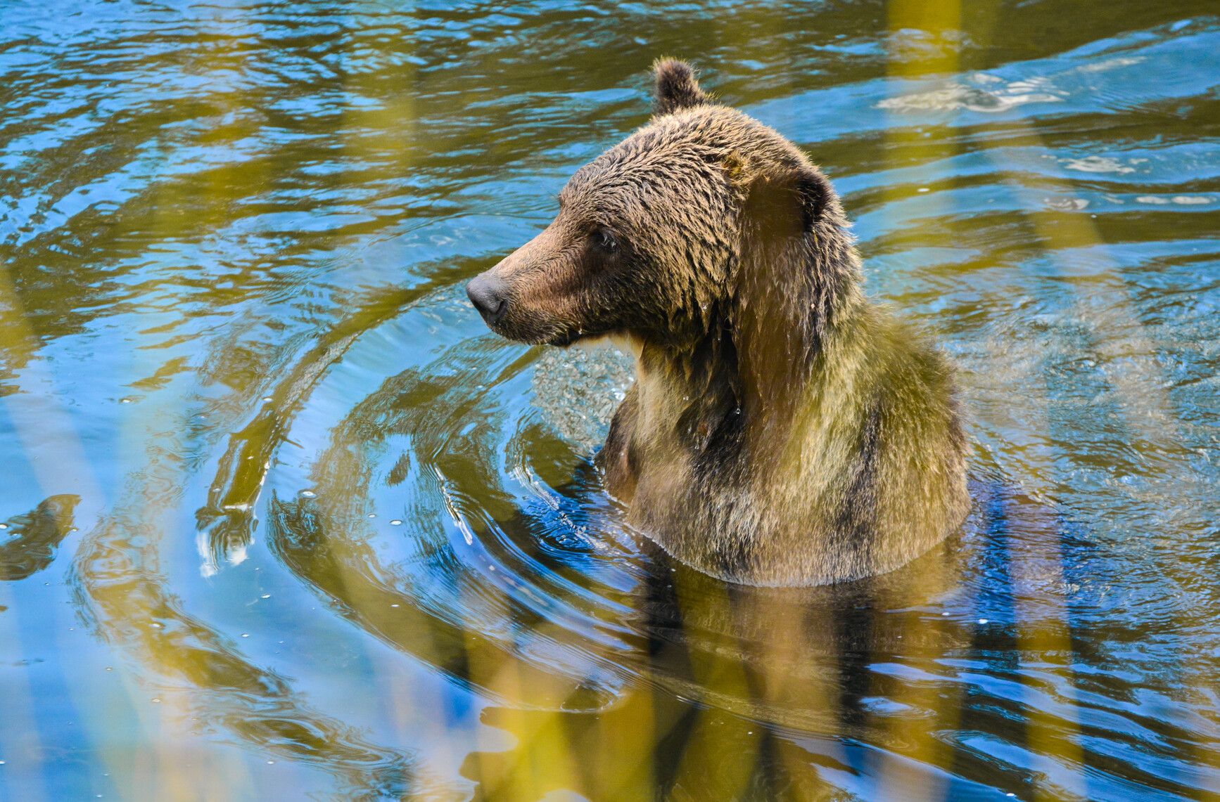 A grizzly bear (Ursus arctos horribilis) in the Atnarko River, Tweeesmuir Park.