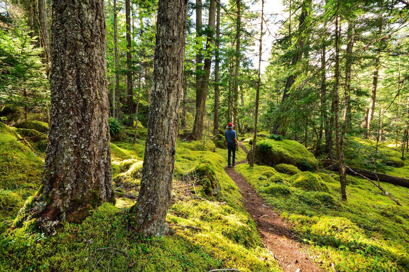 A park visitor on a forest trail in Tweedsmuir Park. Thick moss covers the forest floor.