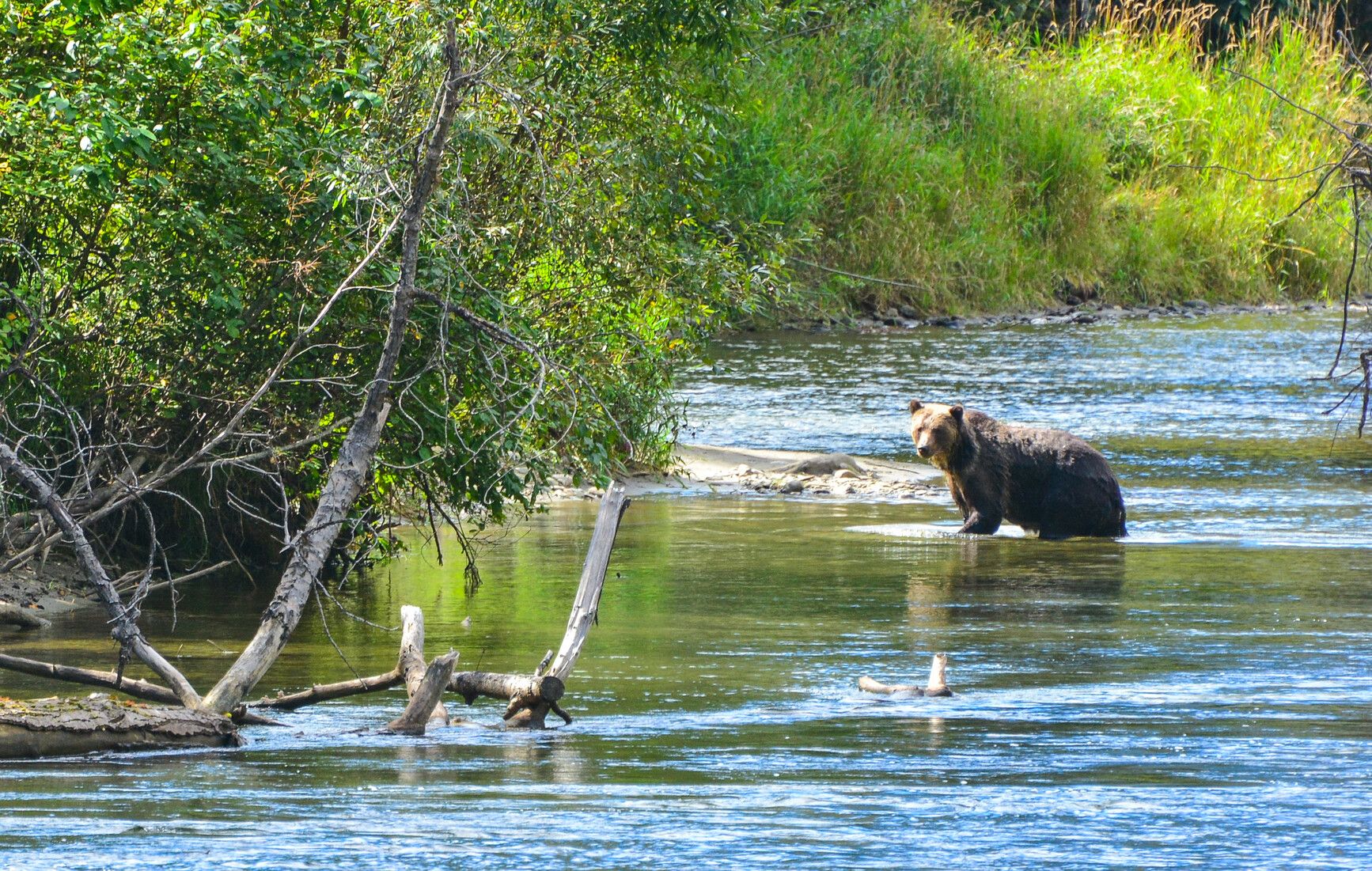 A grizzly bear (Ursus arctos horribilis) in the Atnarko River, Tweeesmuir Park.
