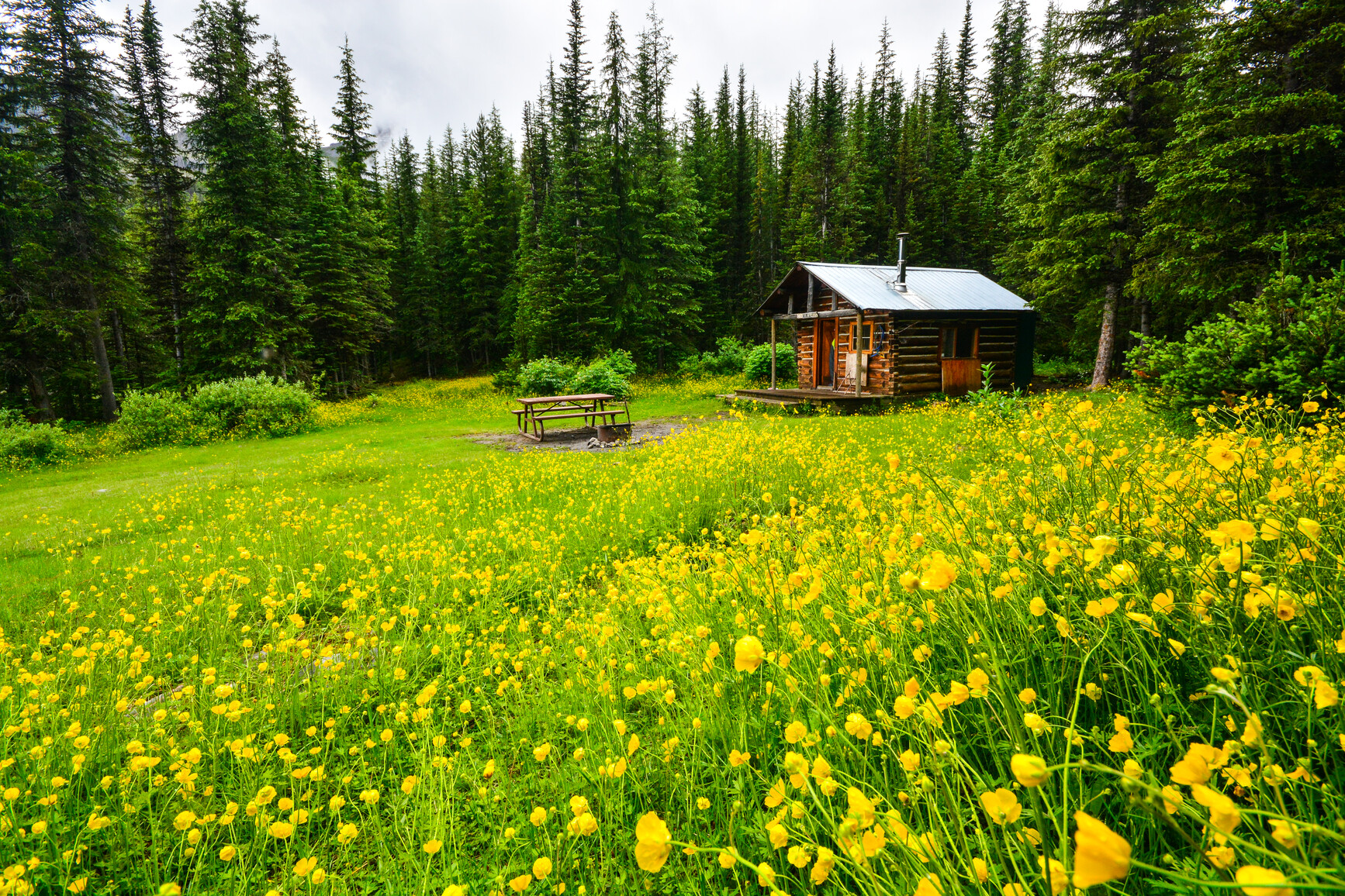 Iceland poppies (Papaver nudicaule) and forest surround a cabin. Connor Lakes, Height of the Rockies Park.