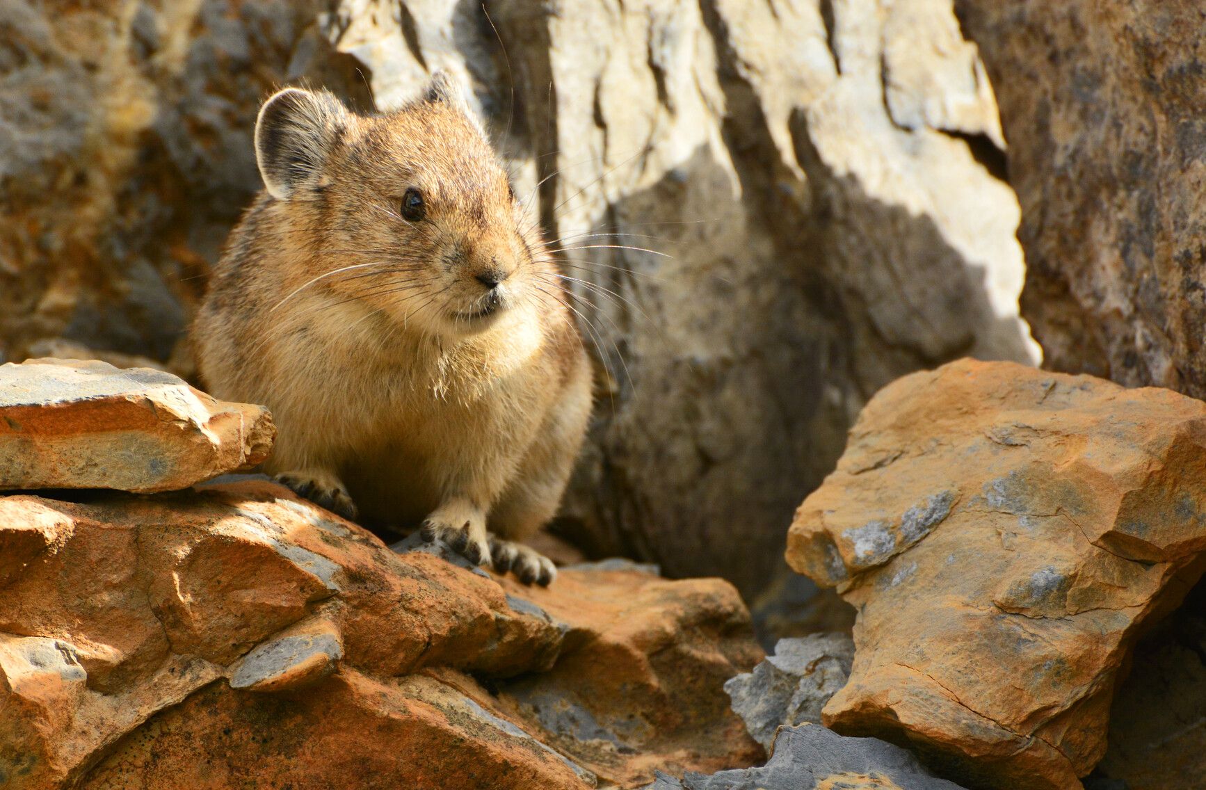 A Pika in Top of the World Park.